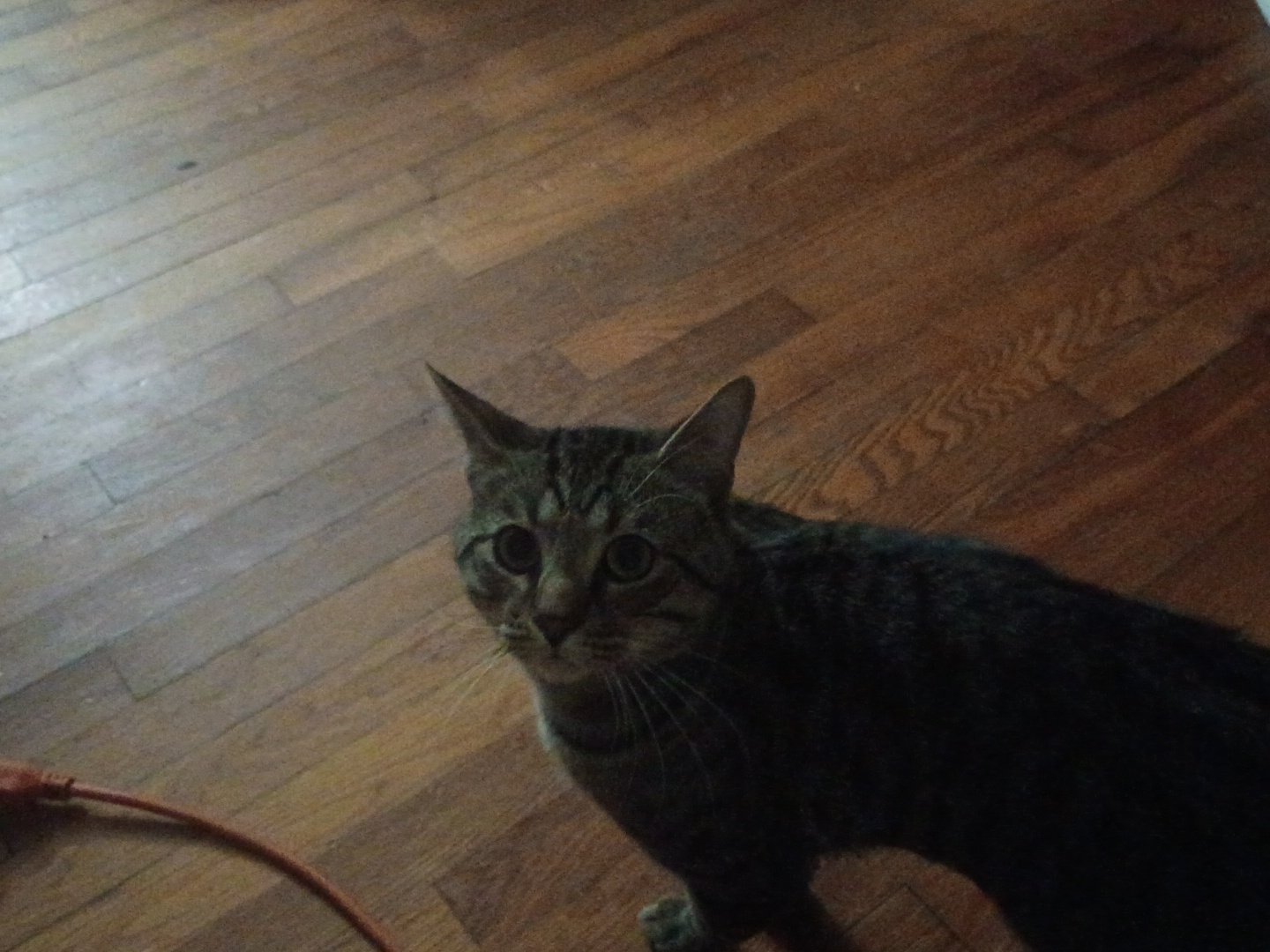 Support Bubba’s Urgent Medical Needs campaign photo, 6 of 6
