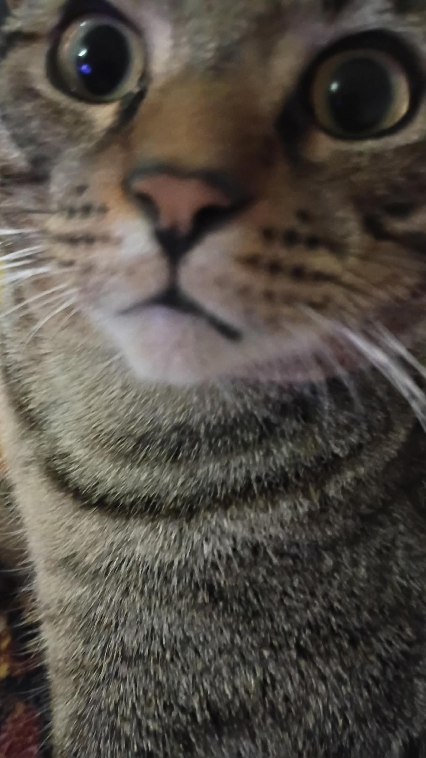 Support Bubba’s Urgent Medical Needs campaign photo, 2 of 6