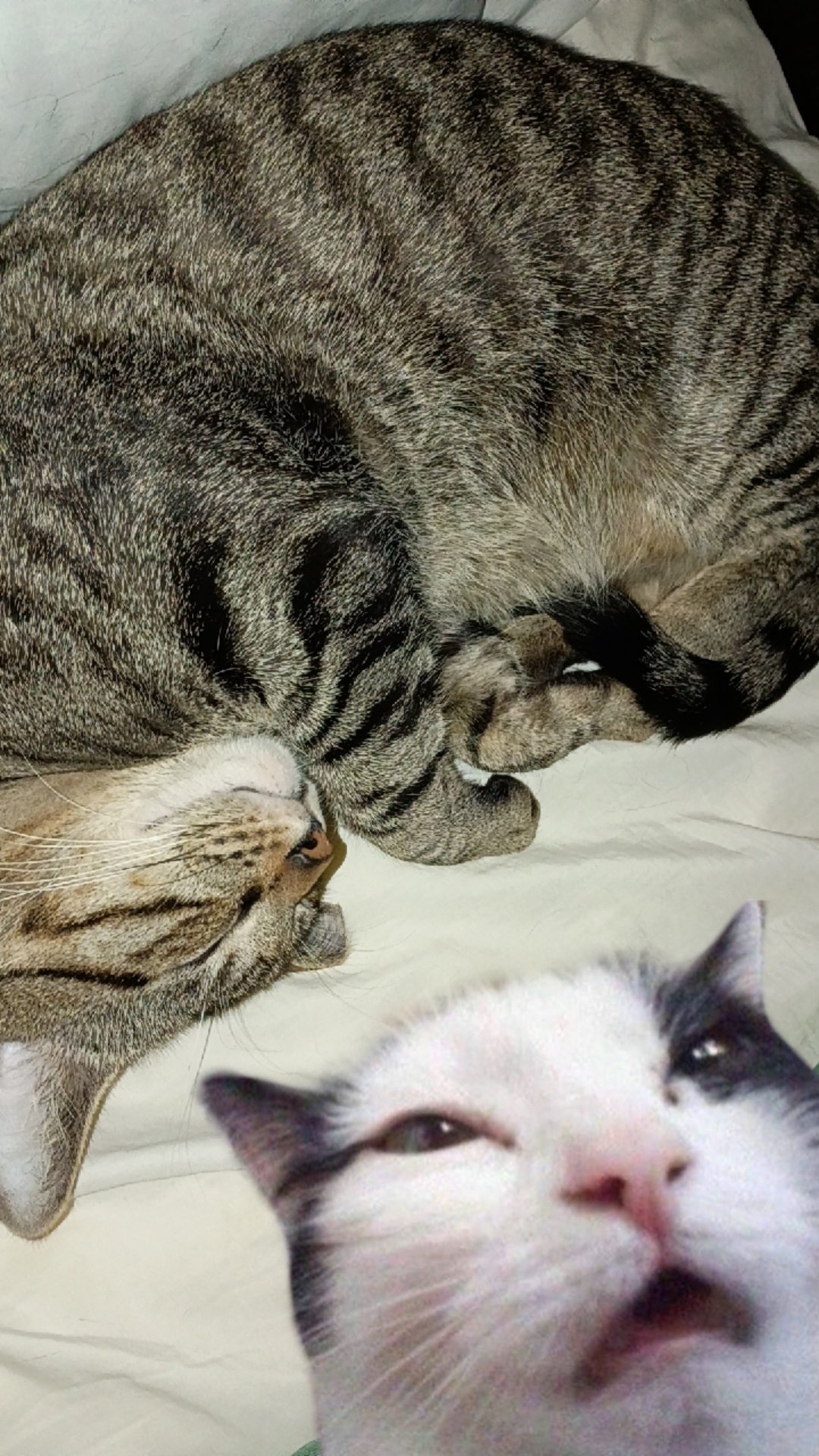 Support Bubba’s Urgent Medical Needs campaign photo, 4 of 6