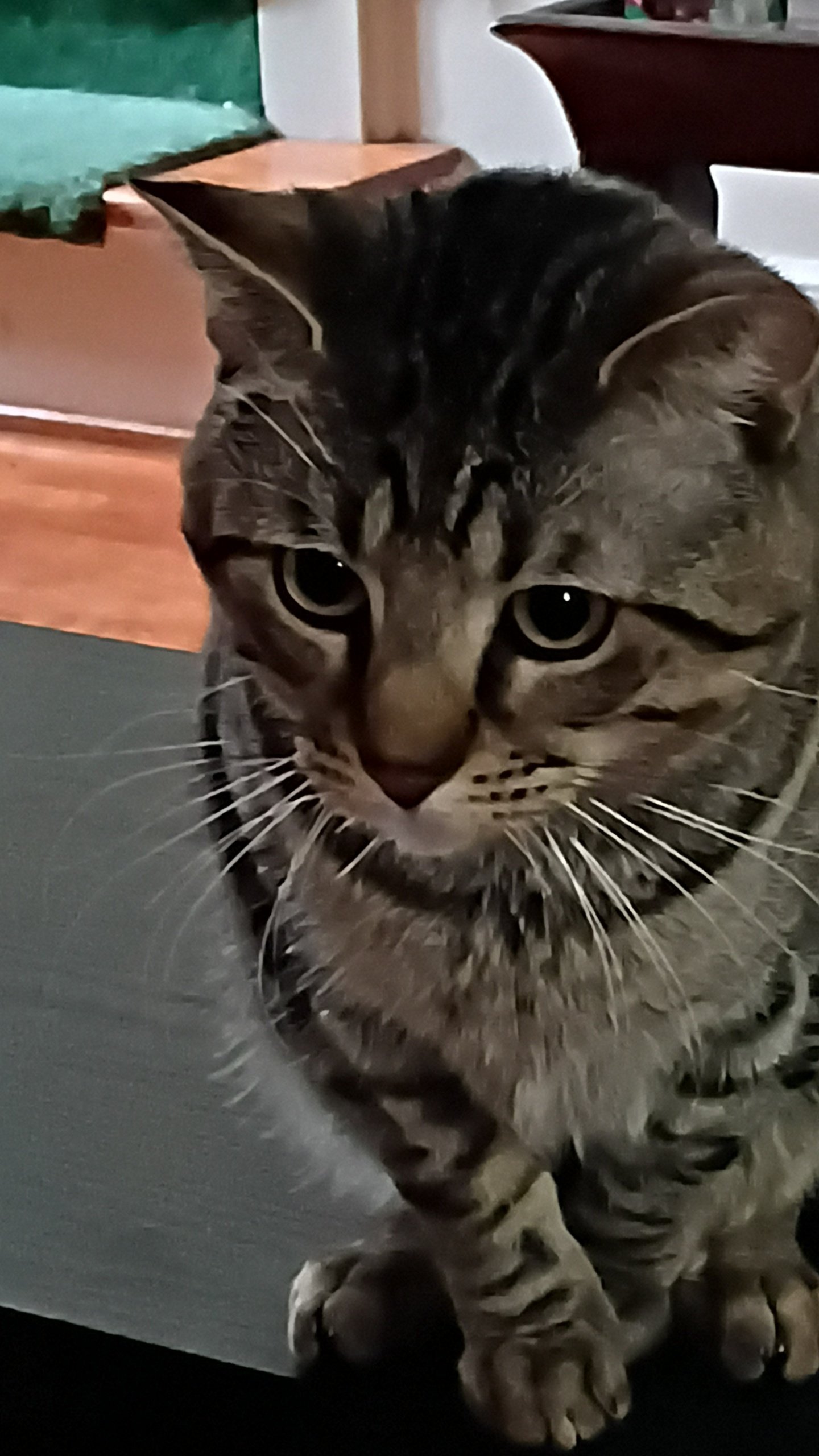 Support Bubba’s Urgent Medical Needs campaign photo, 5 of 6