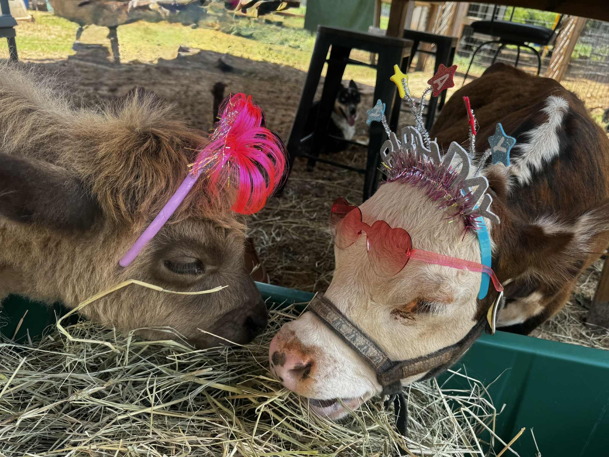 Help Save Brownie, Our Beloved Micro-Mini Hereford Bull campaign photo, 9 of 10