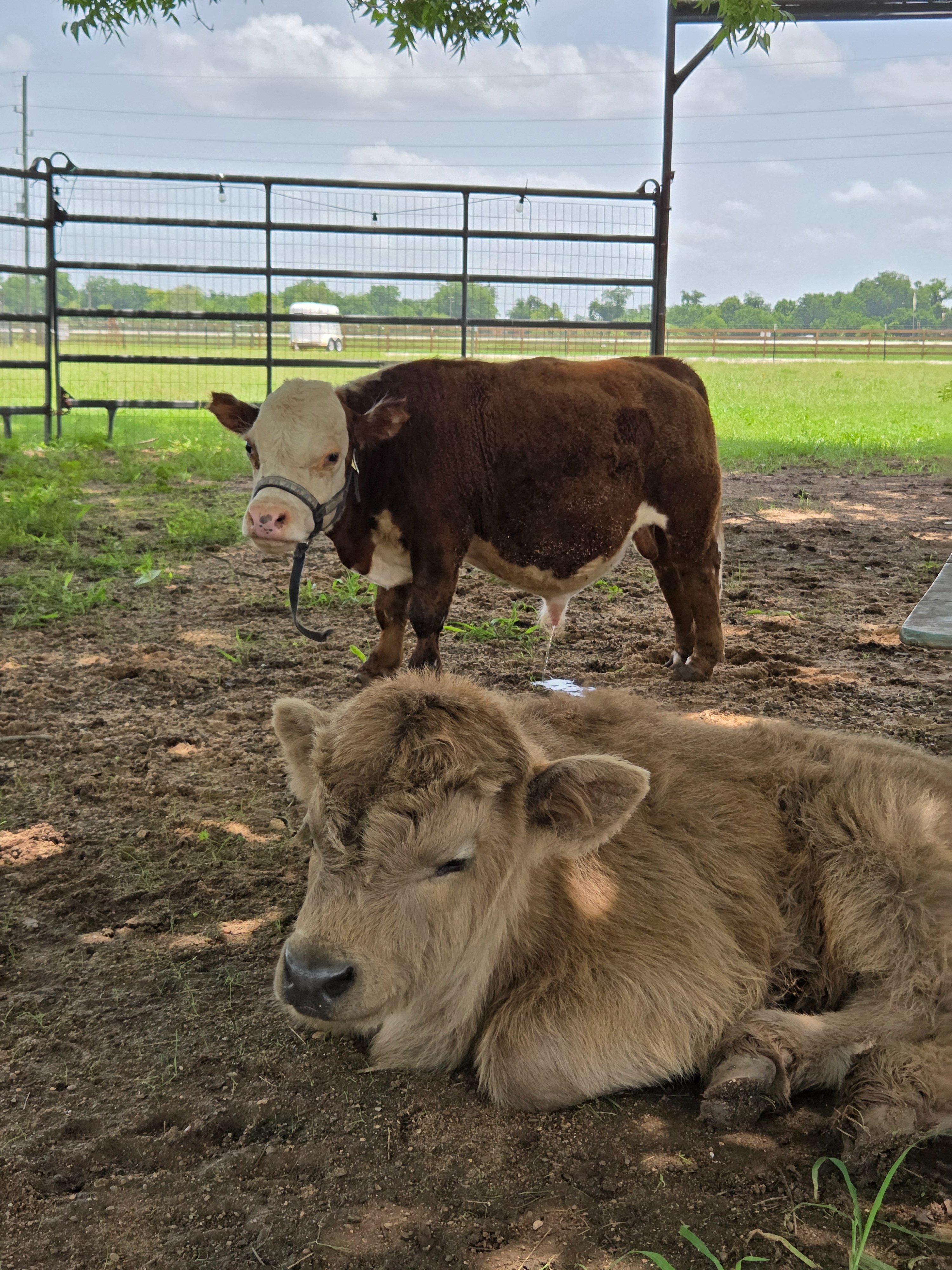 Help Save Brownie, Our Beloved Micro-Mini Hereford Bull campaign photo, 2 of 10