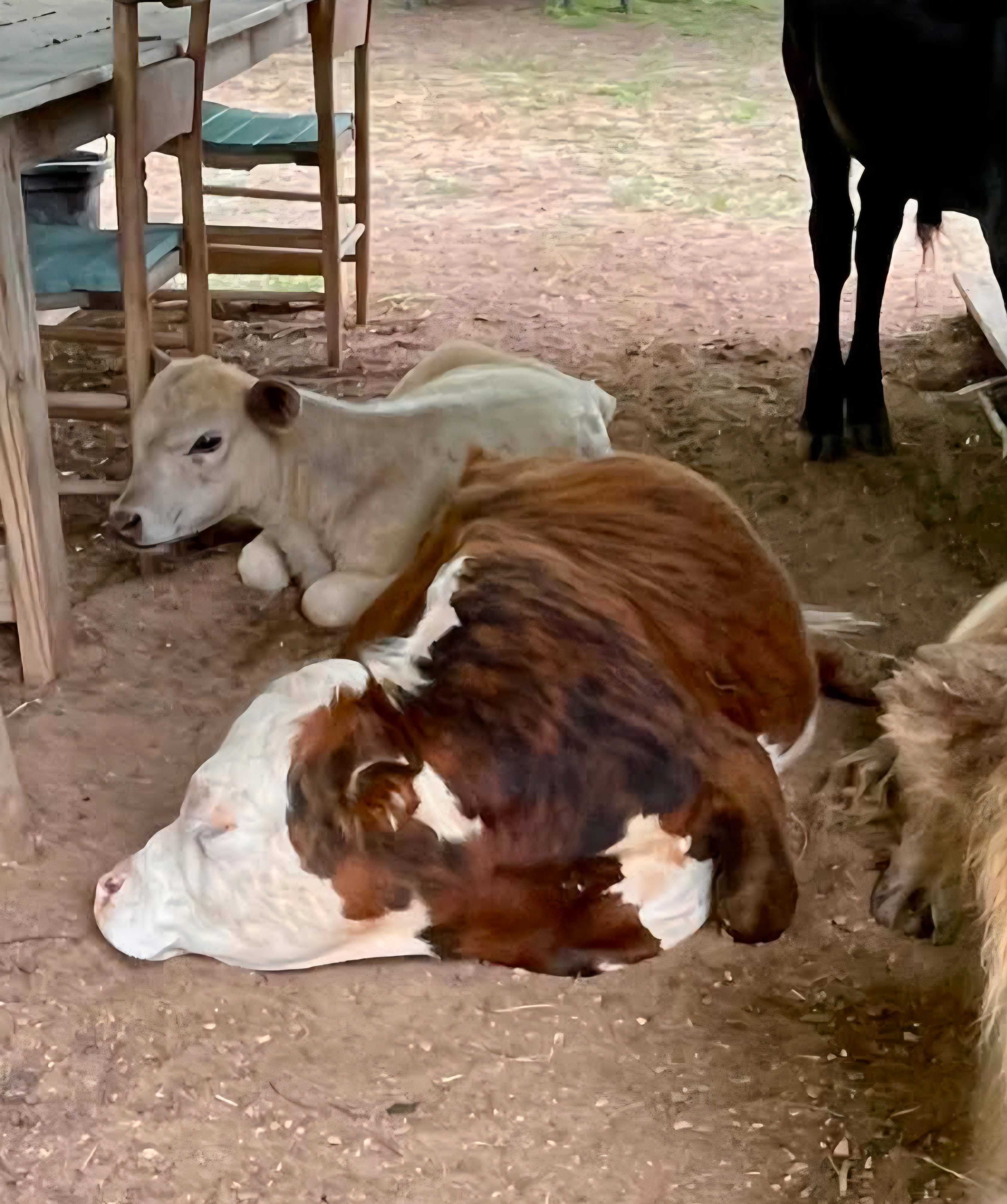 Help Save Brownie, Our Beloved Micro-Mini Hereford Bull campaign photo, 4 of 10