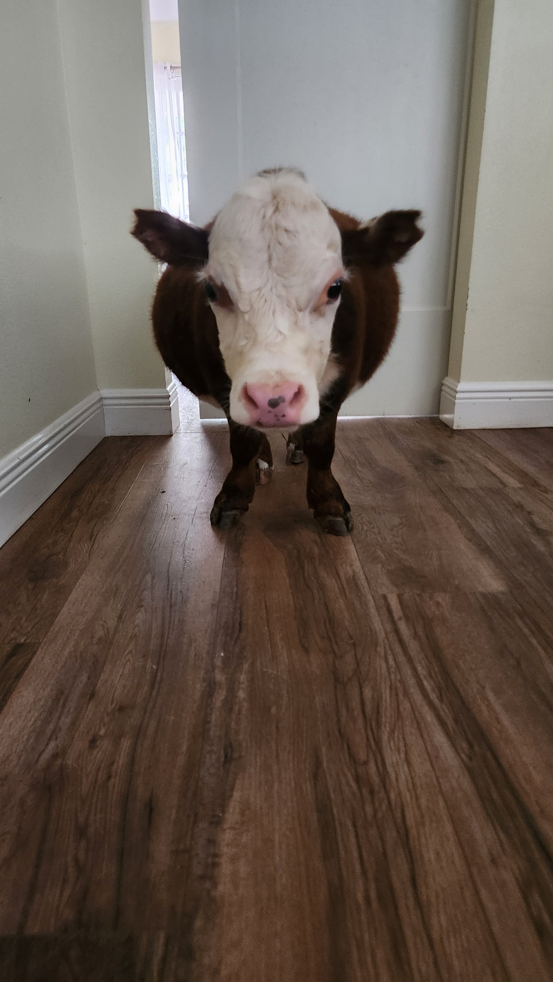Help Save Brownie, Our Beloved Micro-Mini Hereford Bull campaign photo, 5 of 10