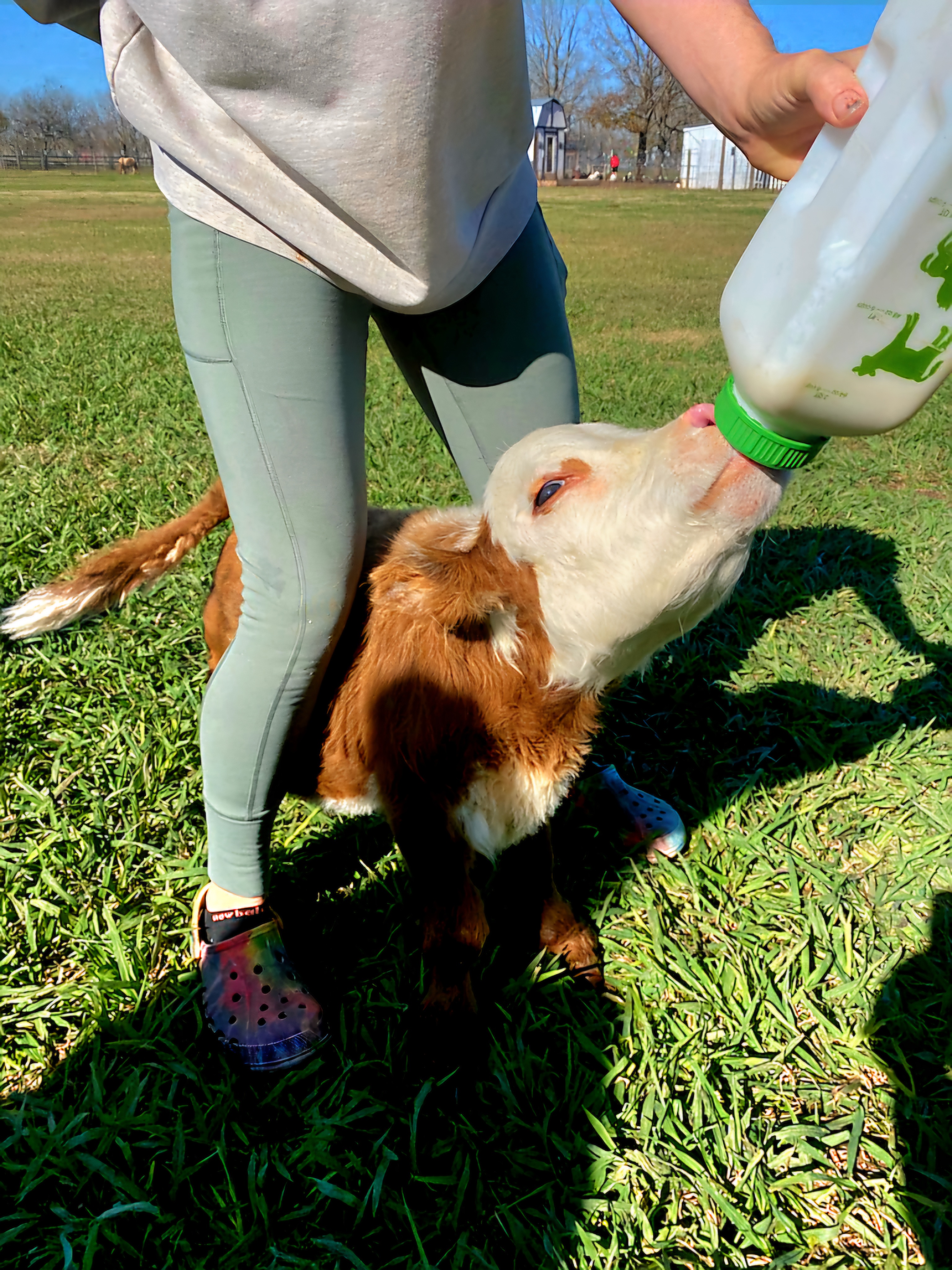 Help Save Brownie, Our Beloved Micro-Mini Hereford Bull campaign photo, 6 of 10