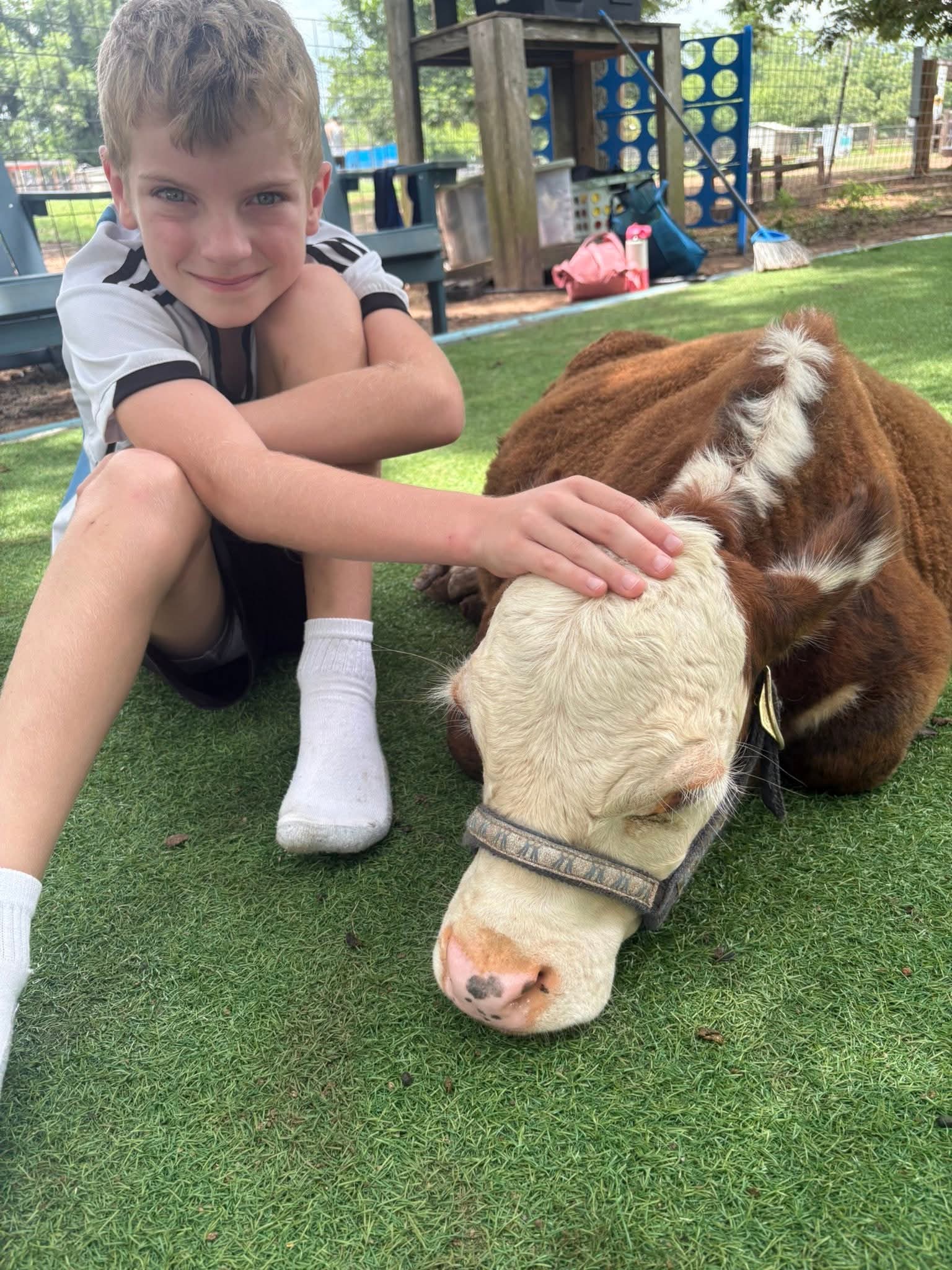 Help Save Brownie, Our Beloved Micro-Mini Hereford Bull campaign photo, 7 of 10