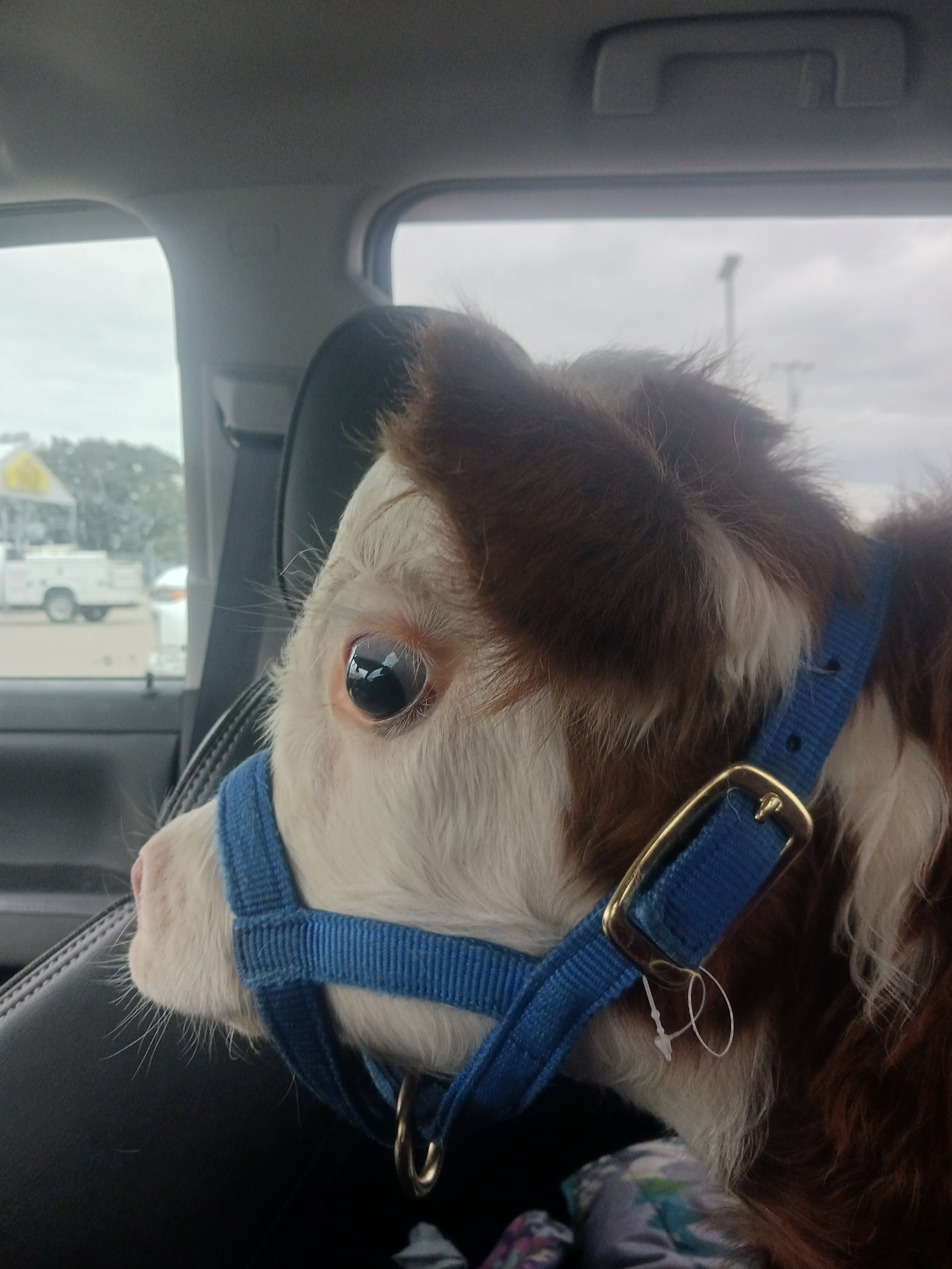 Help Save Brownie, Our Beloved Micro-Mini Hereford Bull campaign photo, 8 of 10