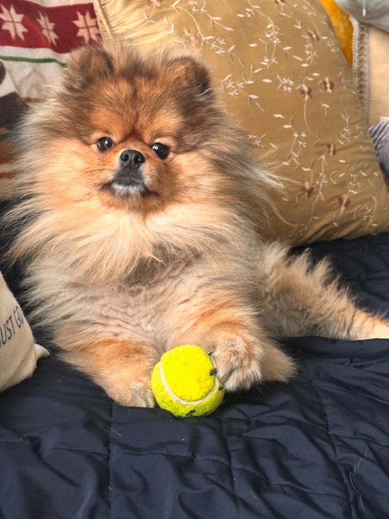 Help Charlie Bear Fight Diabetes campaign photo, 2 of 6