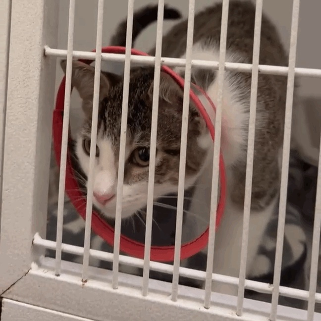 ROUTINE SPAY GONE WRONG. Please help Eclair! campaign photo, 5 of 6