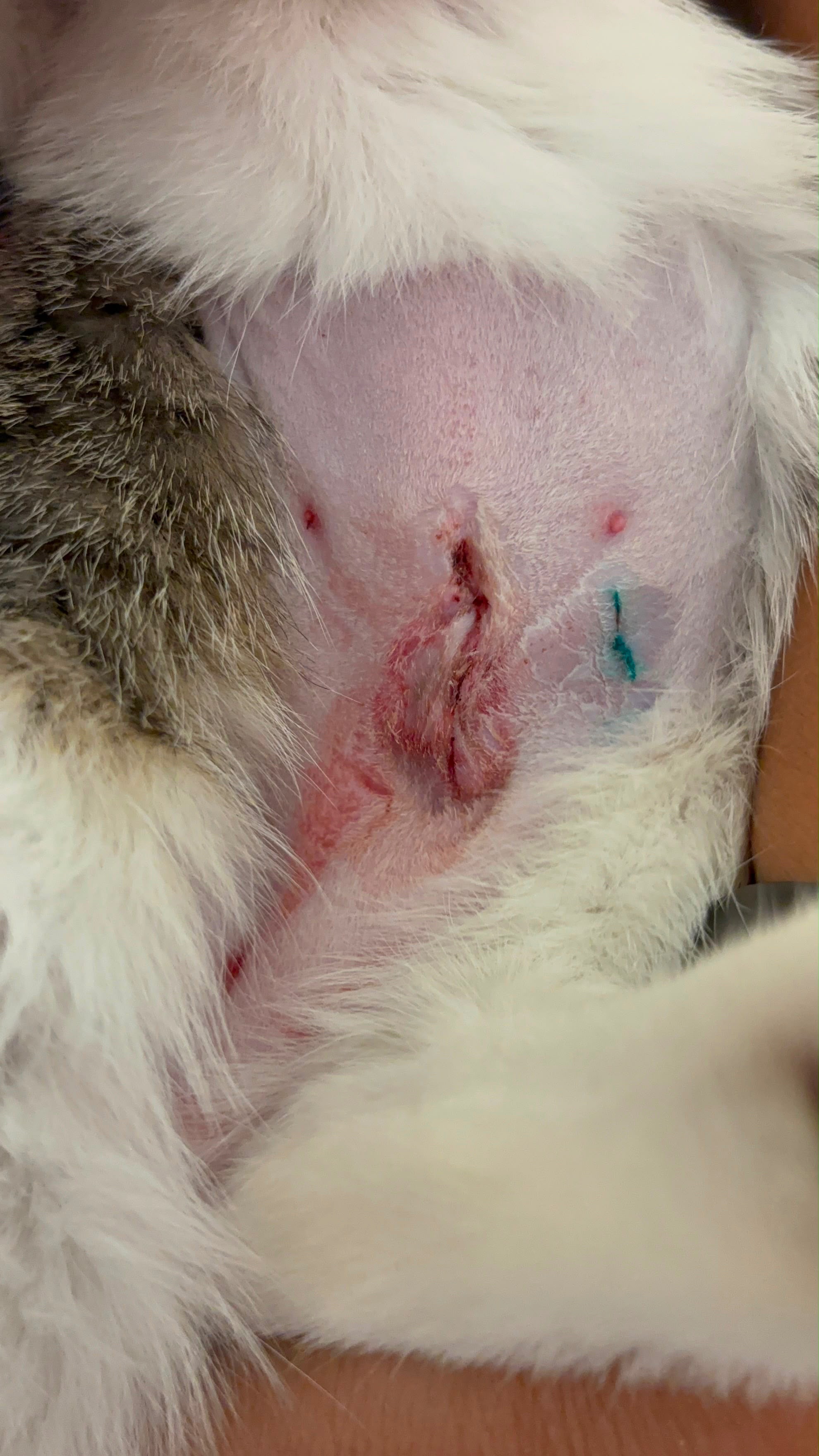 ROUTINE SPAY GONE WRONG. Please help Eclair! campaign photo, 4 of 6