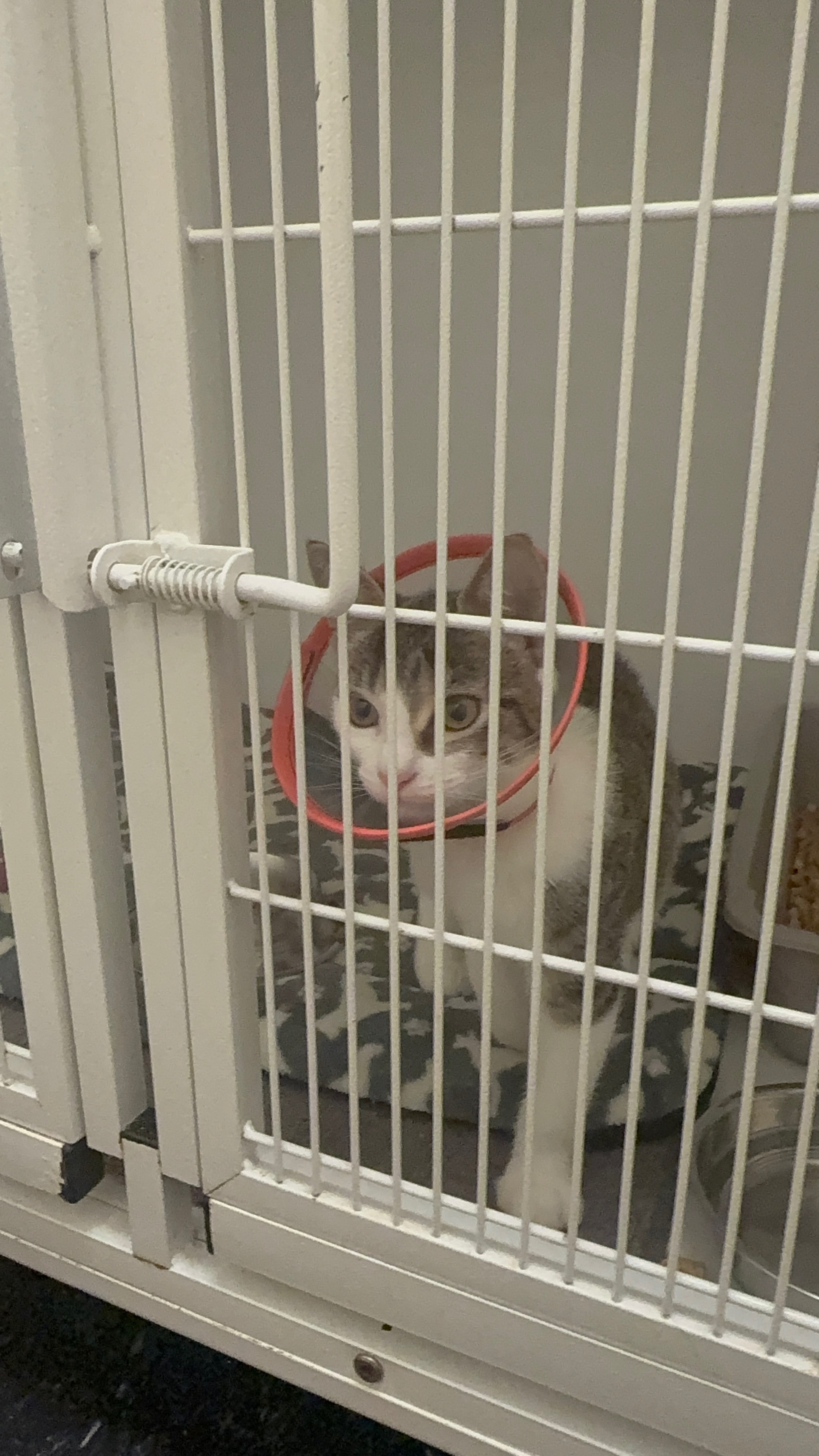 ROUTINE SPAY GONE WRONG. Please help Eclair! campaign photo, 2 of 6