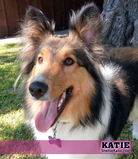 Katie Surgery and Legal Fees campaign photo, 4 of 5