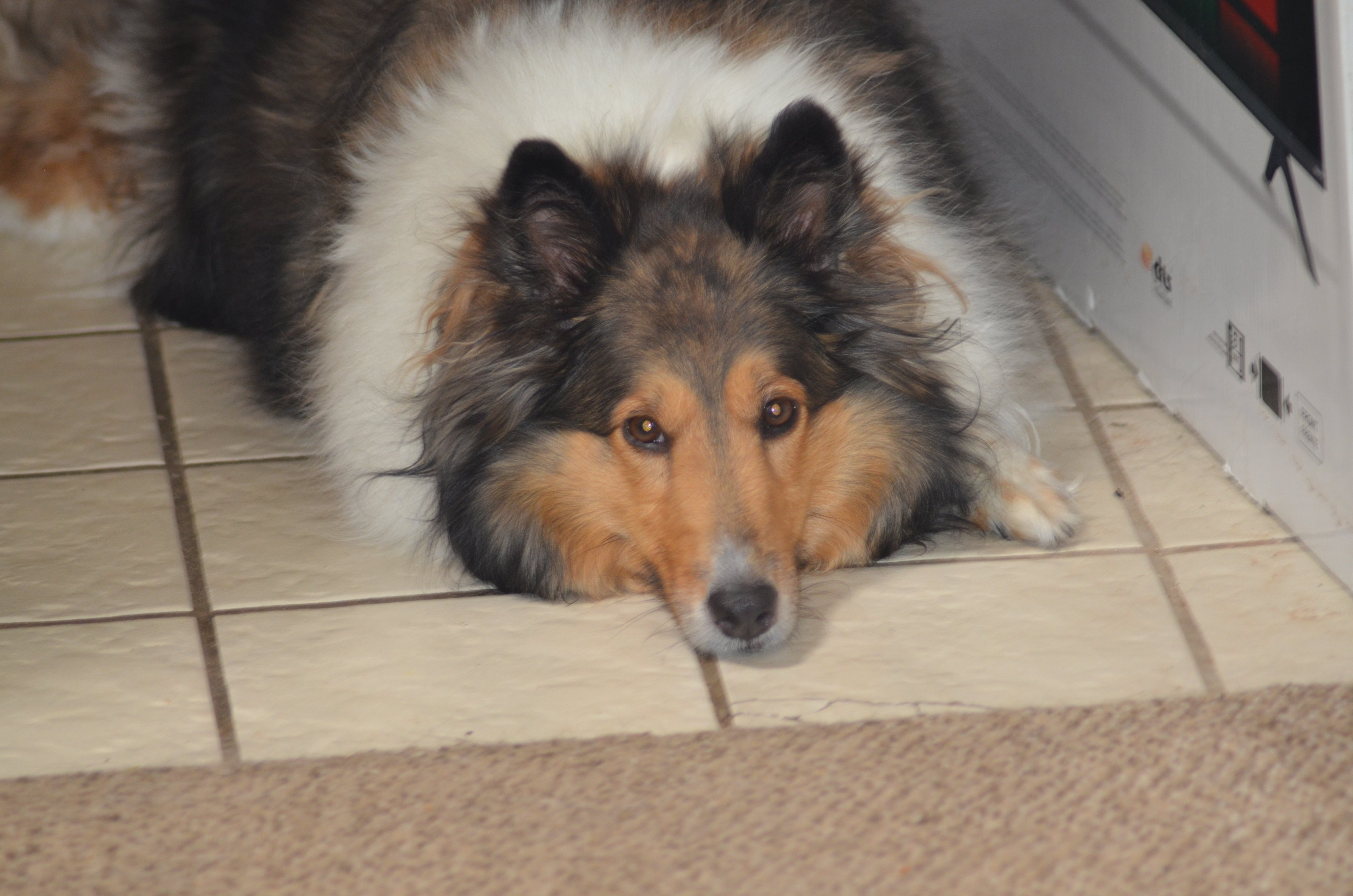 Surgery Needed After Grooming Injury campaign photo, 2 of 6