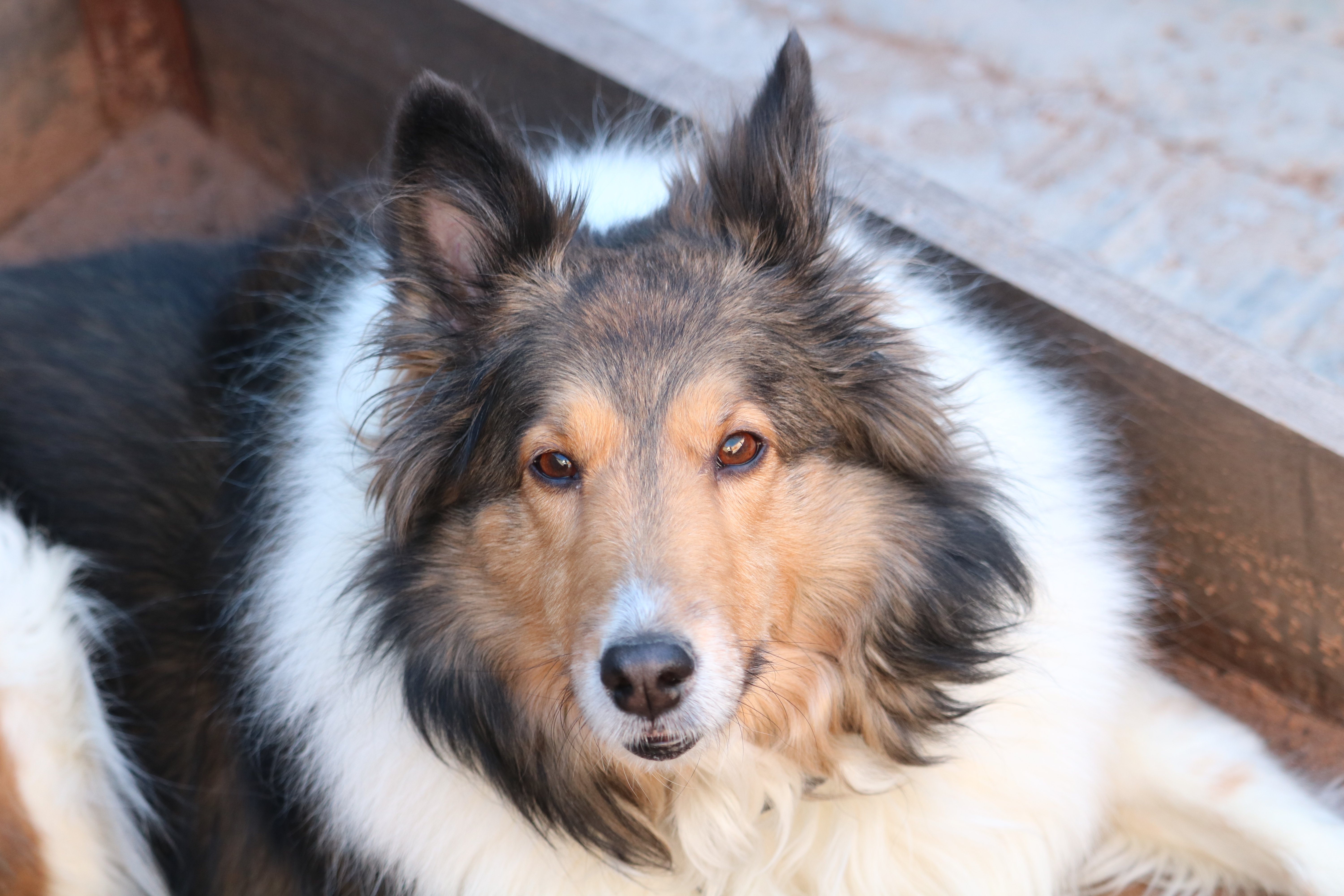 Surgery Needed After Grooming Injury campaign photo, 4 of 6