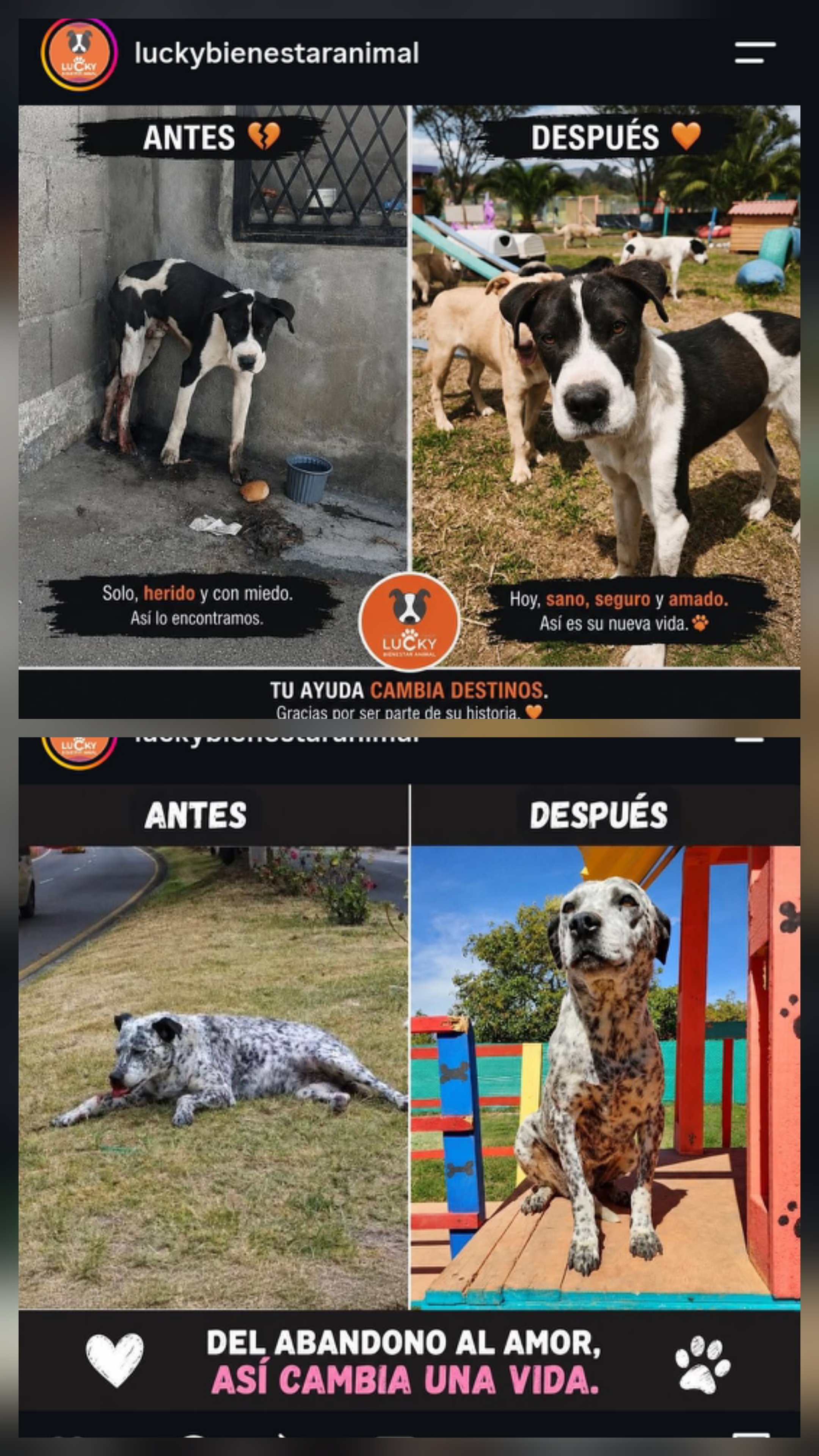 Vet Debt Threatens 900 Animals - Deuda Amenaza a 900 campaign photo, 5 of 6