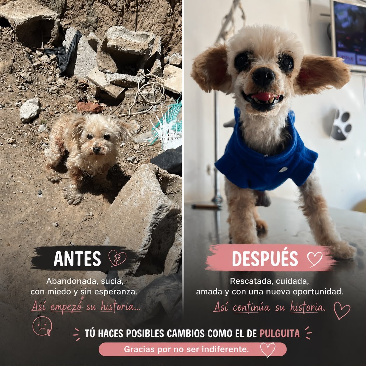 Vet Debt Threatens 900 Animals - Deuda Amenaza a 900 campaign photo, 4 of 6
