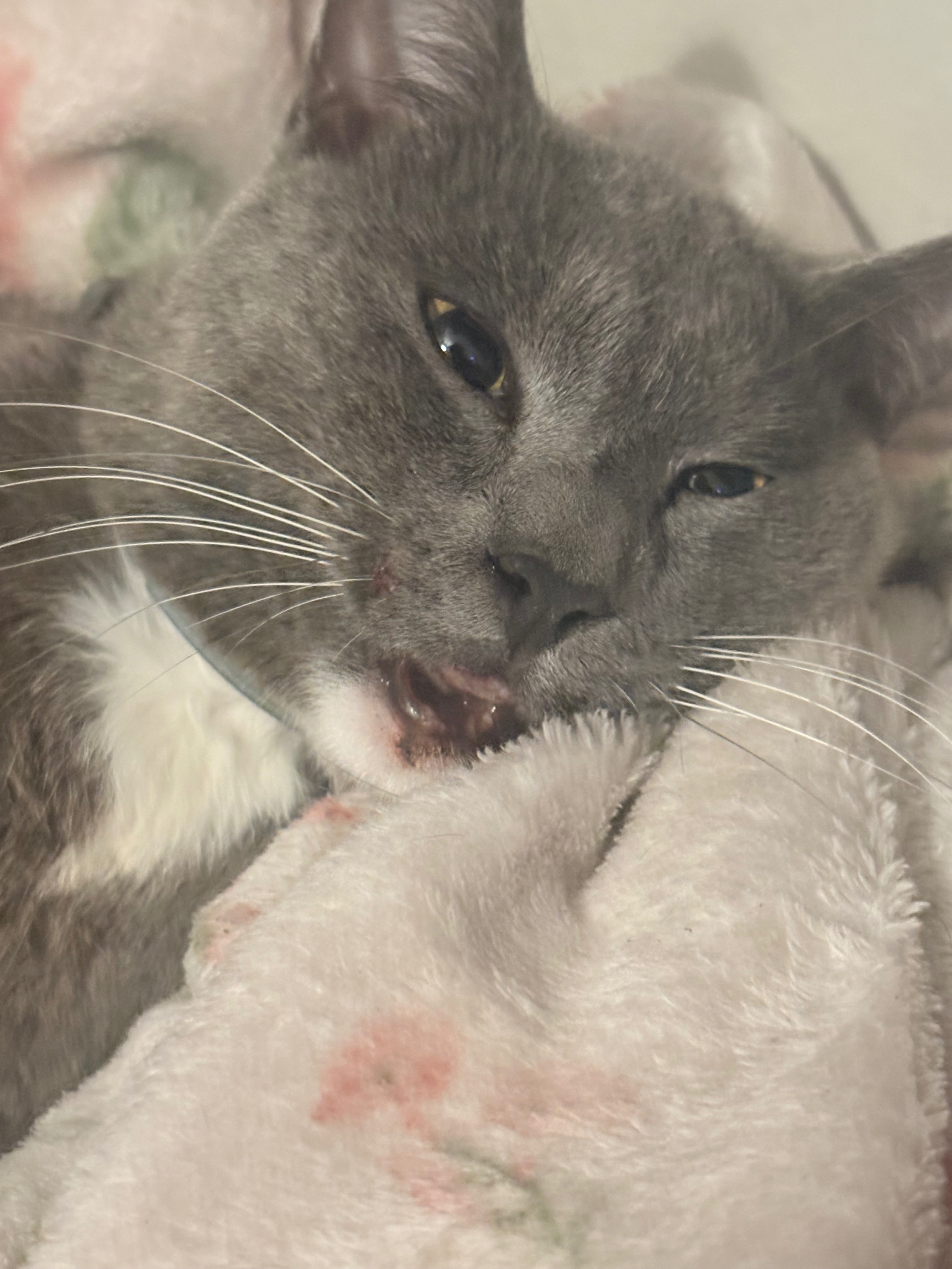 Help My Injured Cat Heal campaign photo, 7 of 8