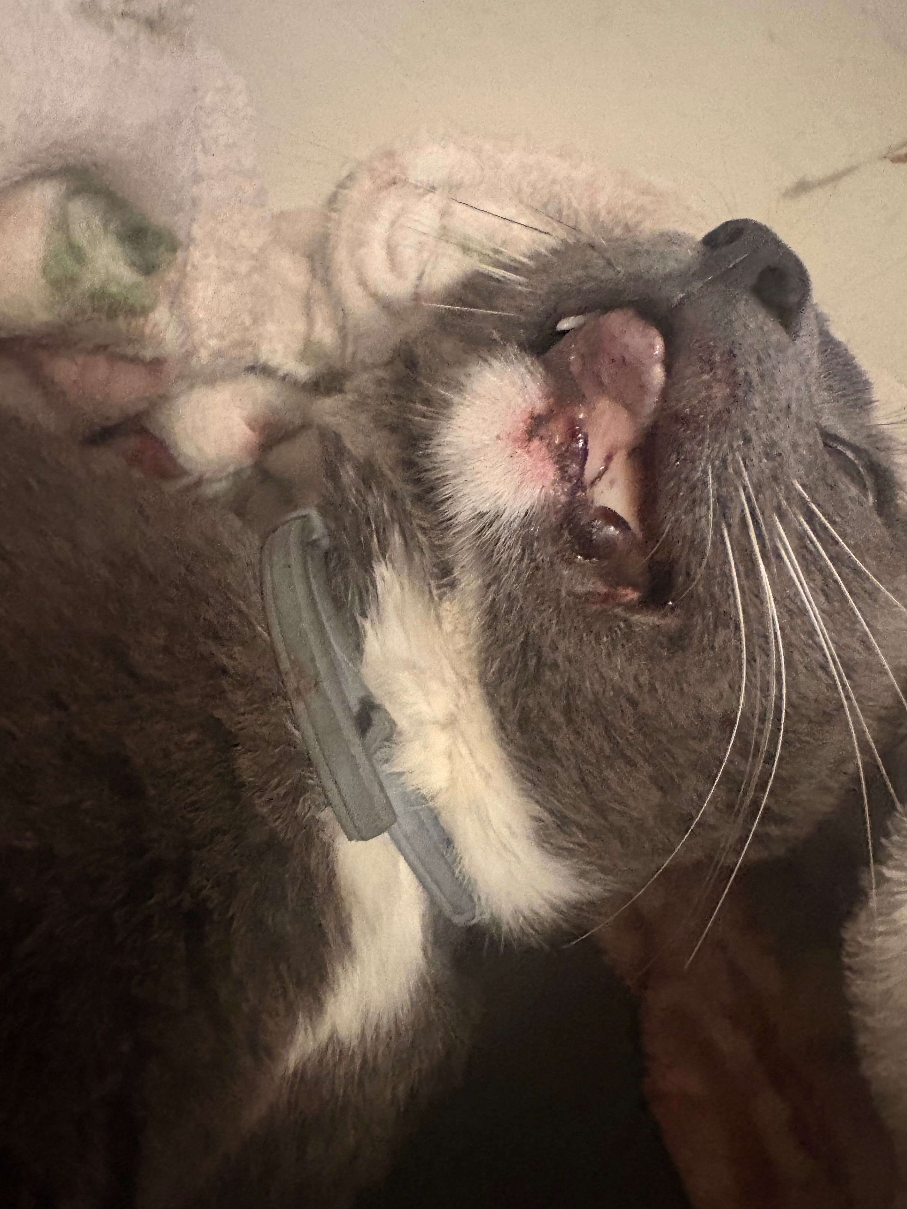 Help My Injured Cat Heal campaign photo, 2 of 8