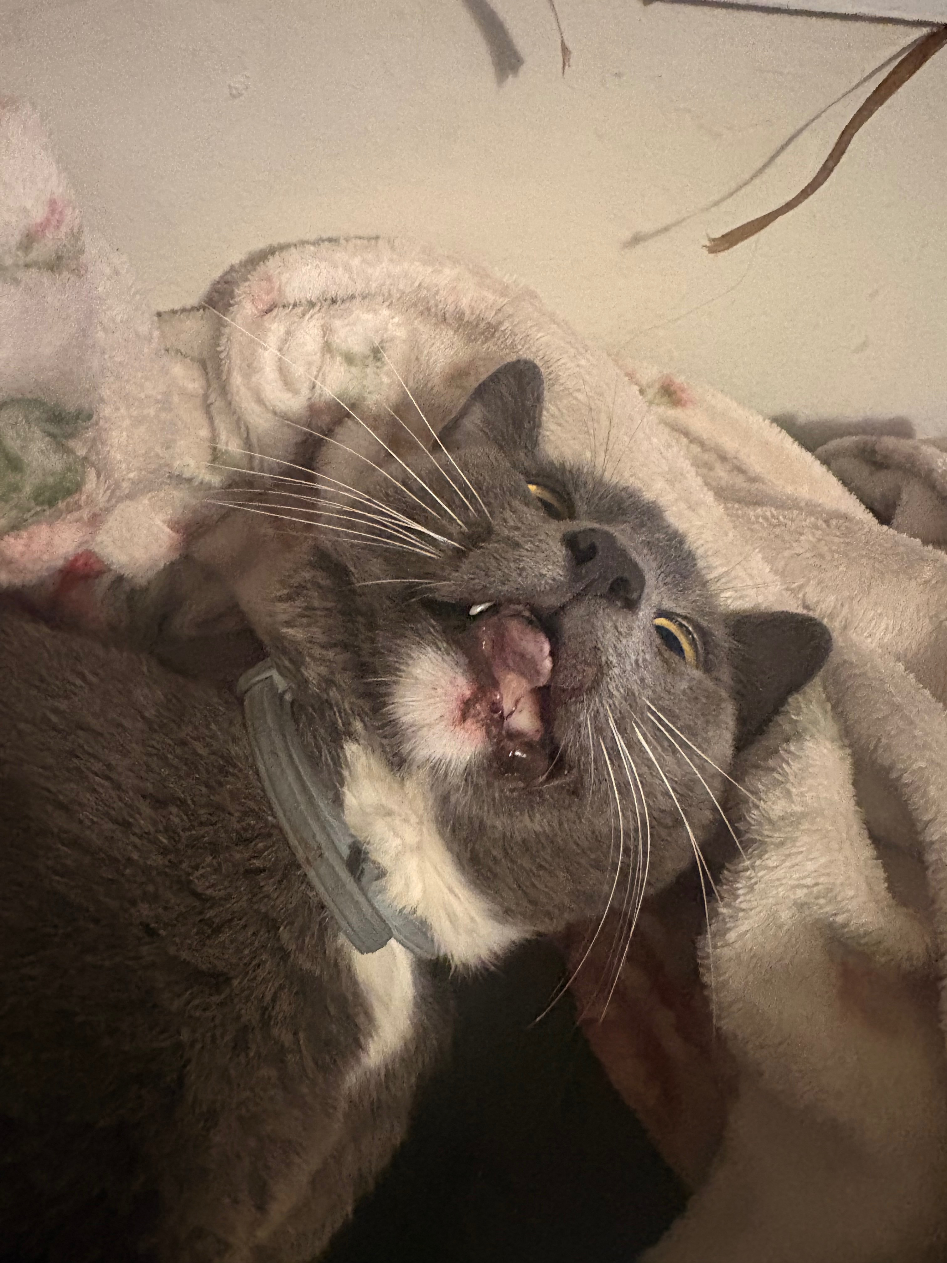 Help My Injured Cat Heal campaign photo, 4 of 8