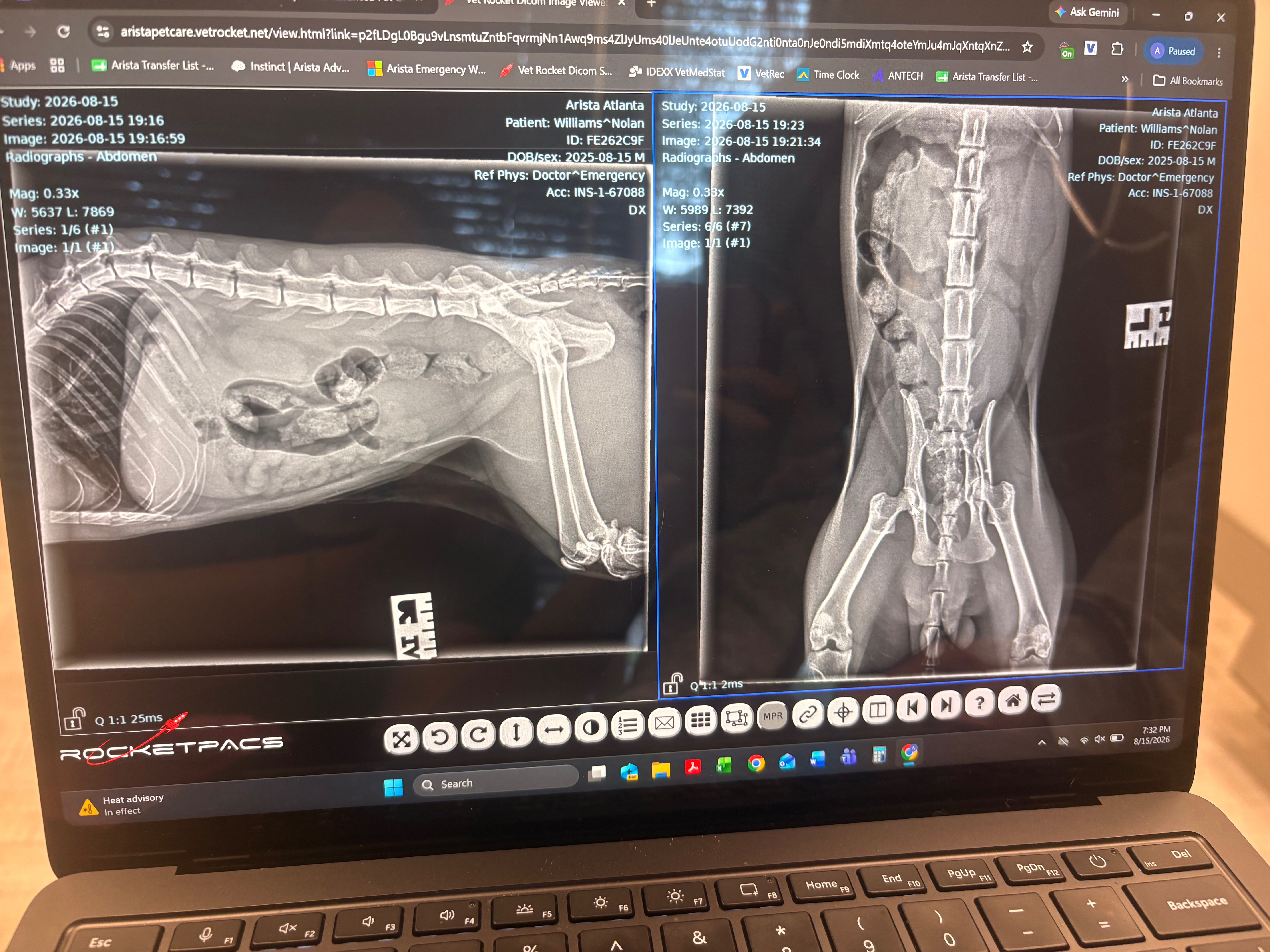 Help My Injured Cat Heal campaign photo, 5 of 8