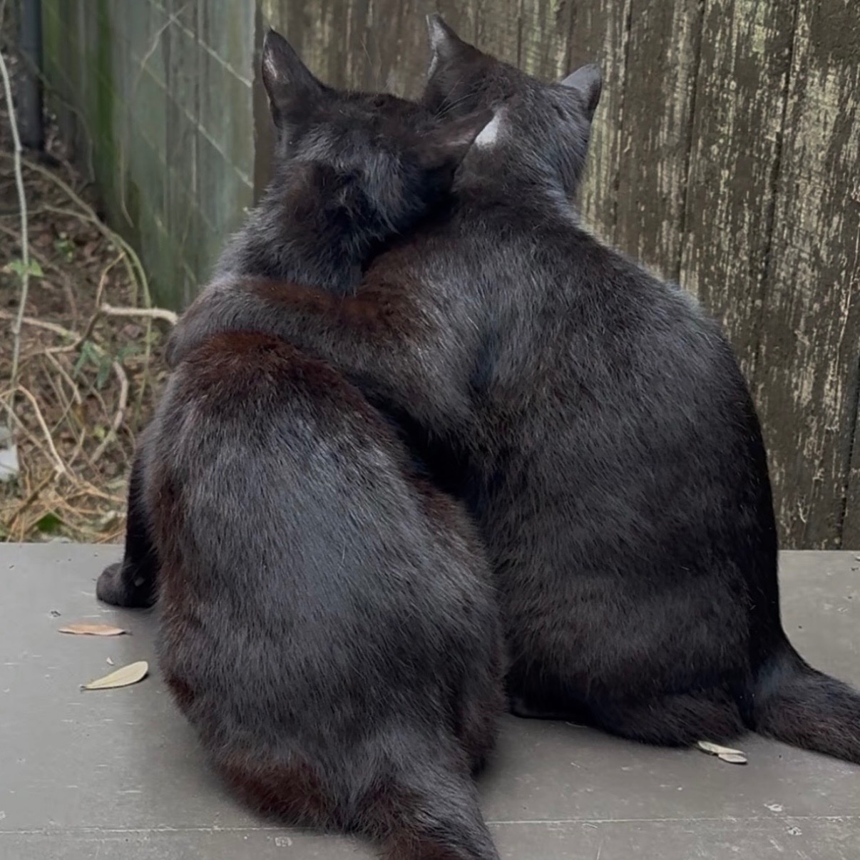 Help Us Build a Forever Home for the Whiskerwood Cats. campaign photo, 7 of 8