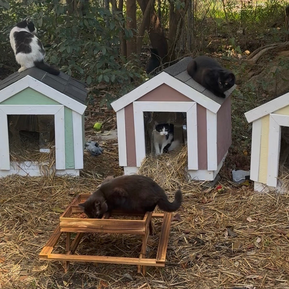 Help Us Build a Forever Home for the Whiskerwood Cats. campaign photo, 2 of 8