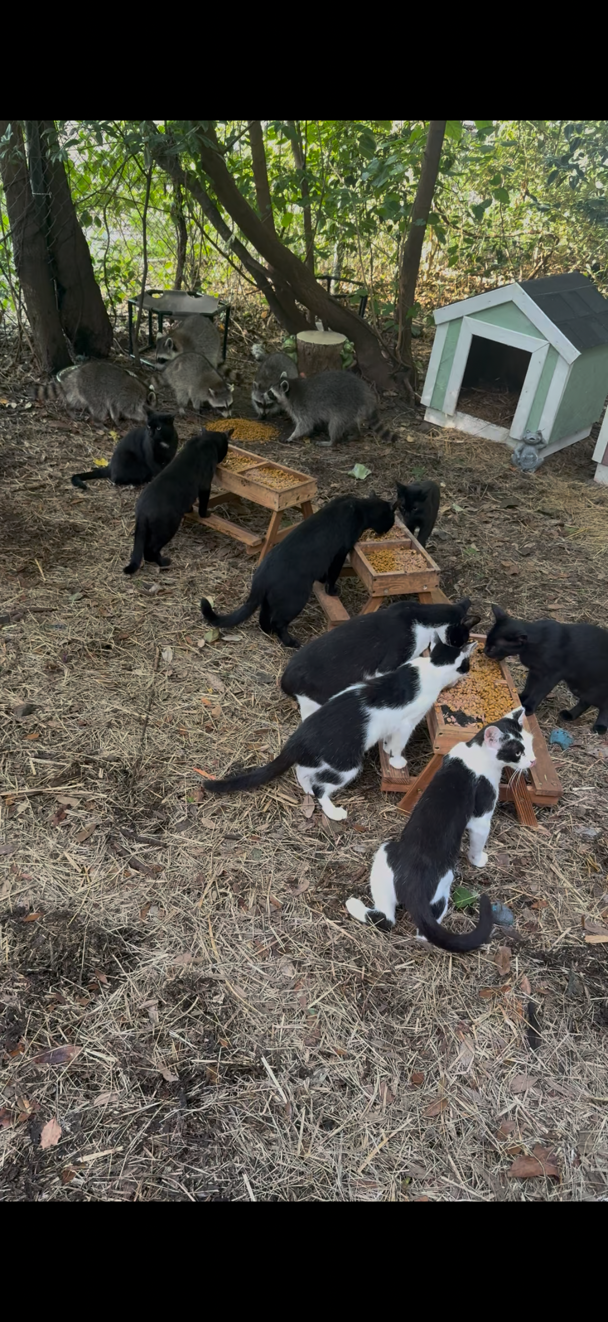 Help Us Build a Forever Home for the Whiskerwood Cats. campaign photo, 4 of 8