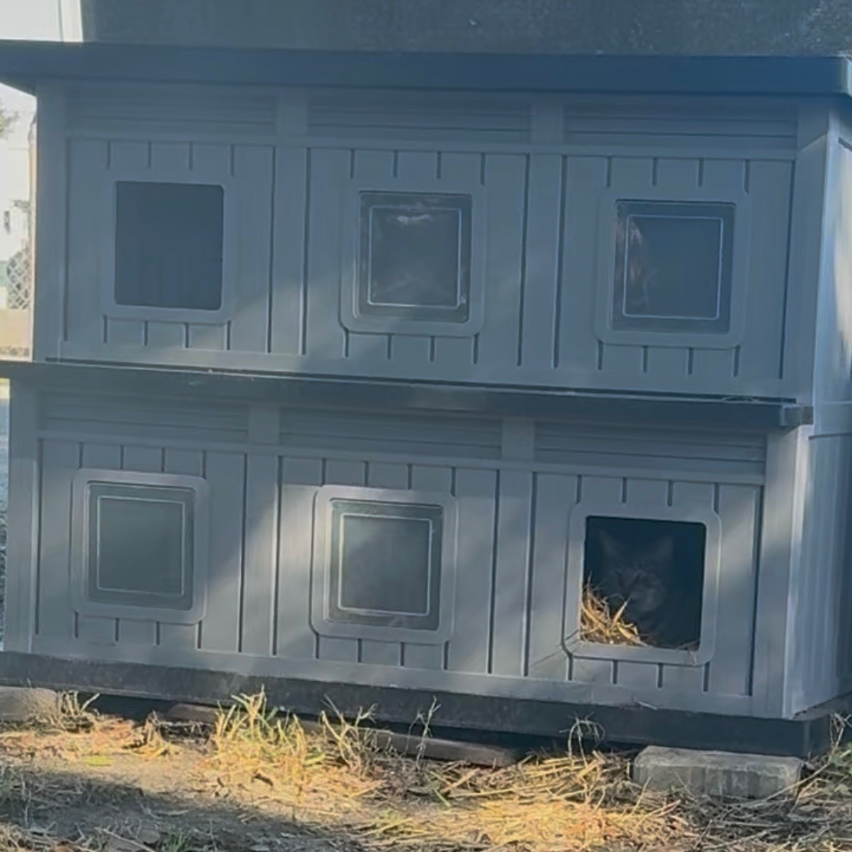 Help Us Build a Forever Home for the Whiskerwood Cats. campaign photo, 5 of 8