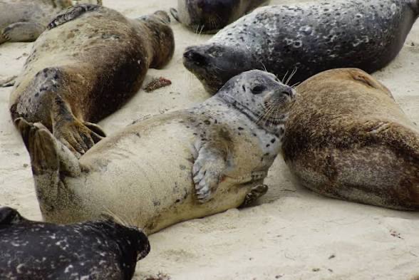 Help Fishermen and Seals Coexist Peacefully campaign photo, 2 of 6