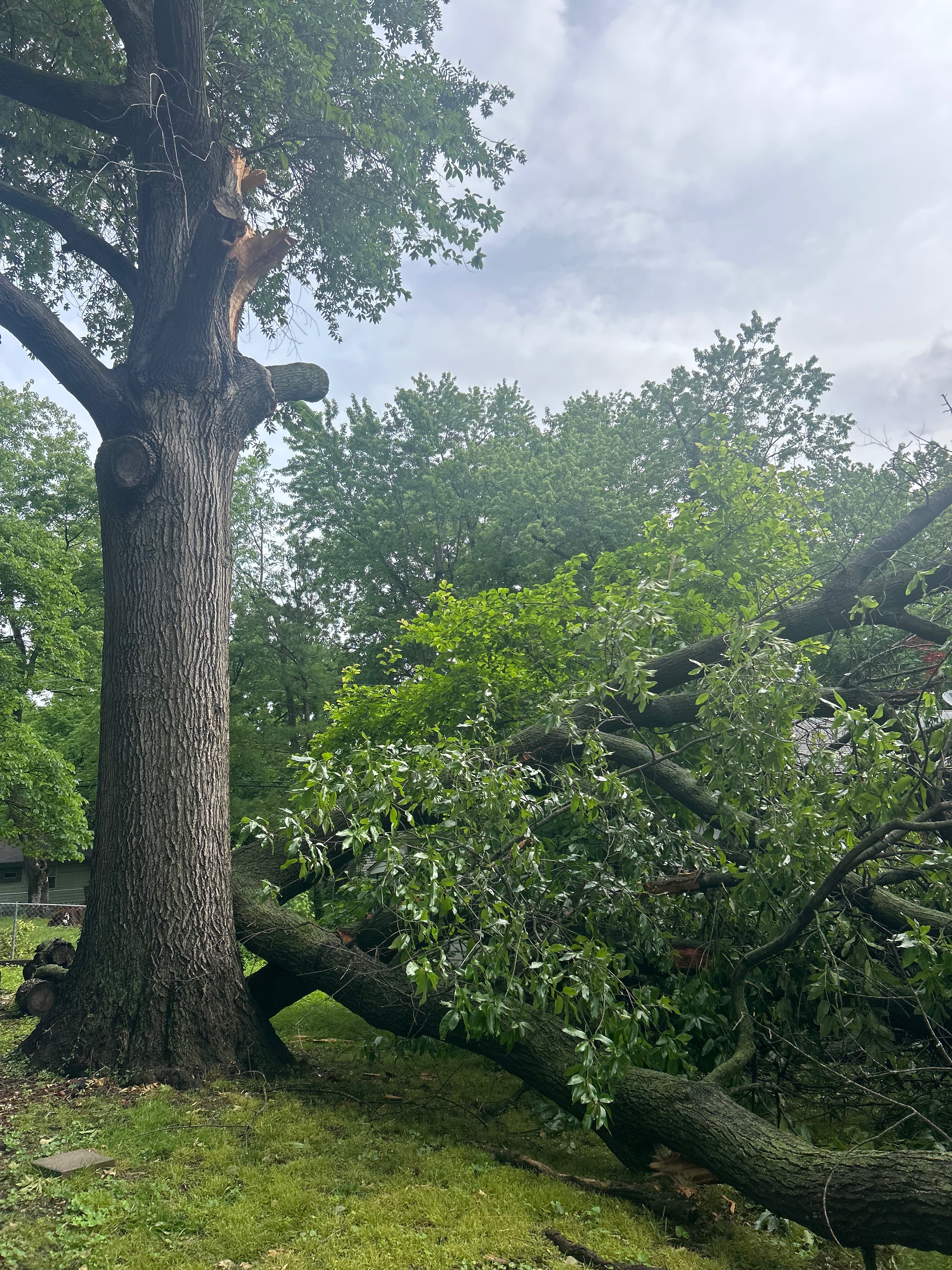 Help Sunshine Remove a Dangerous Tree campaign photo, 6 of 7