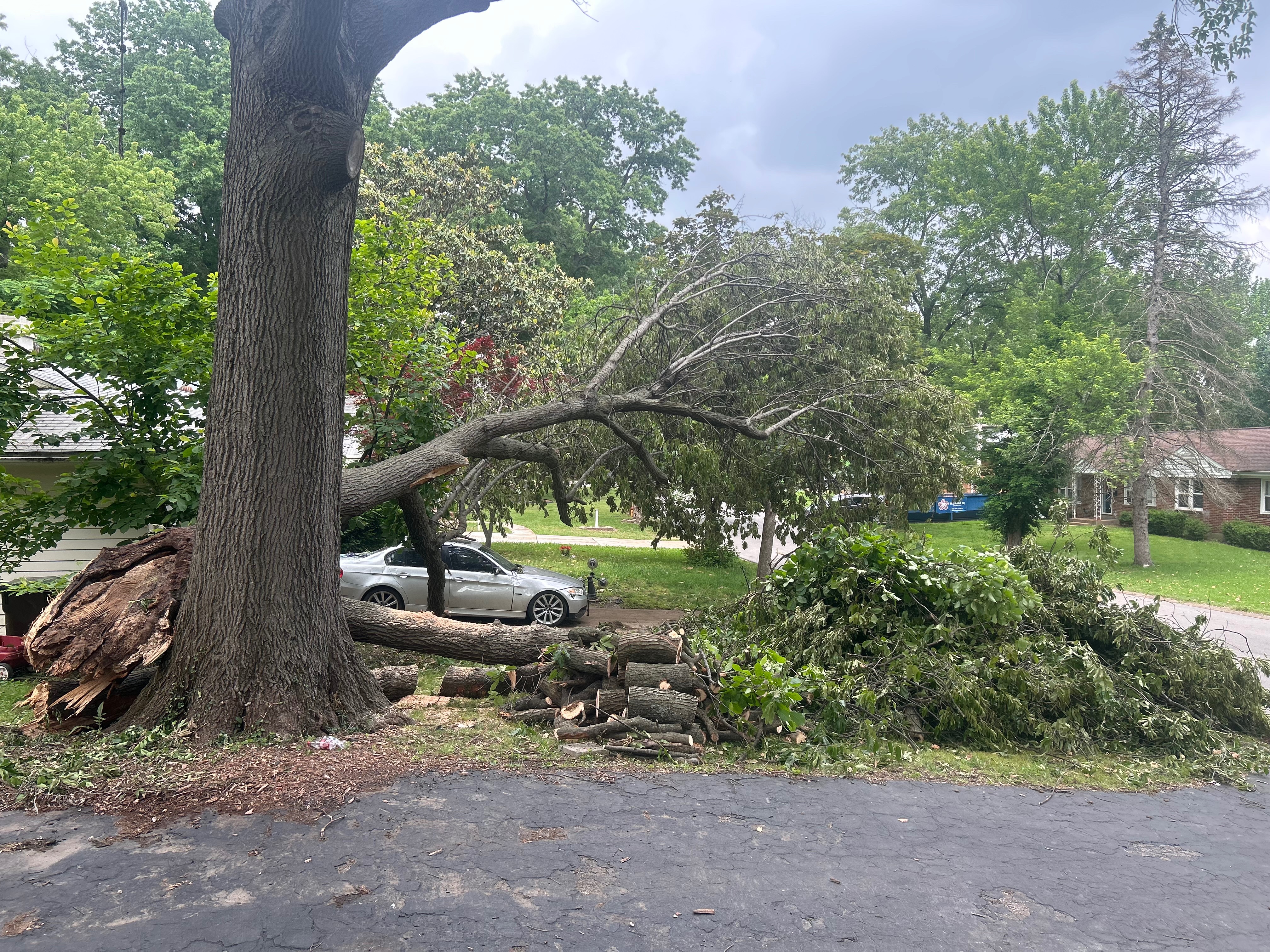 Help Sunshine Remove a Dangerous Tree campaign photo, 4 of 7