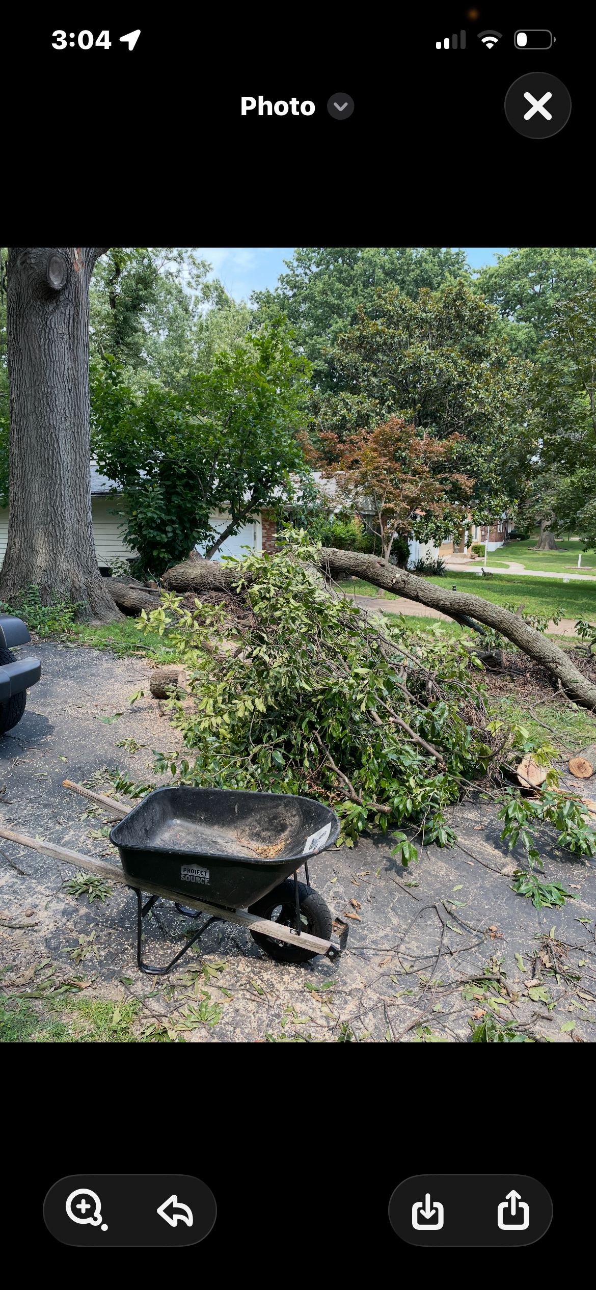 Help Sunshine Remove a Dangerous Tree campaign photo, 5 of 7