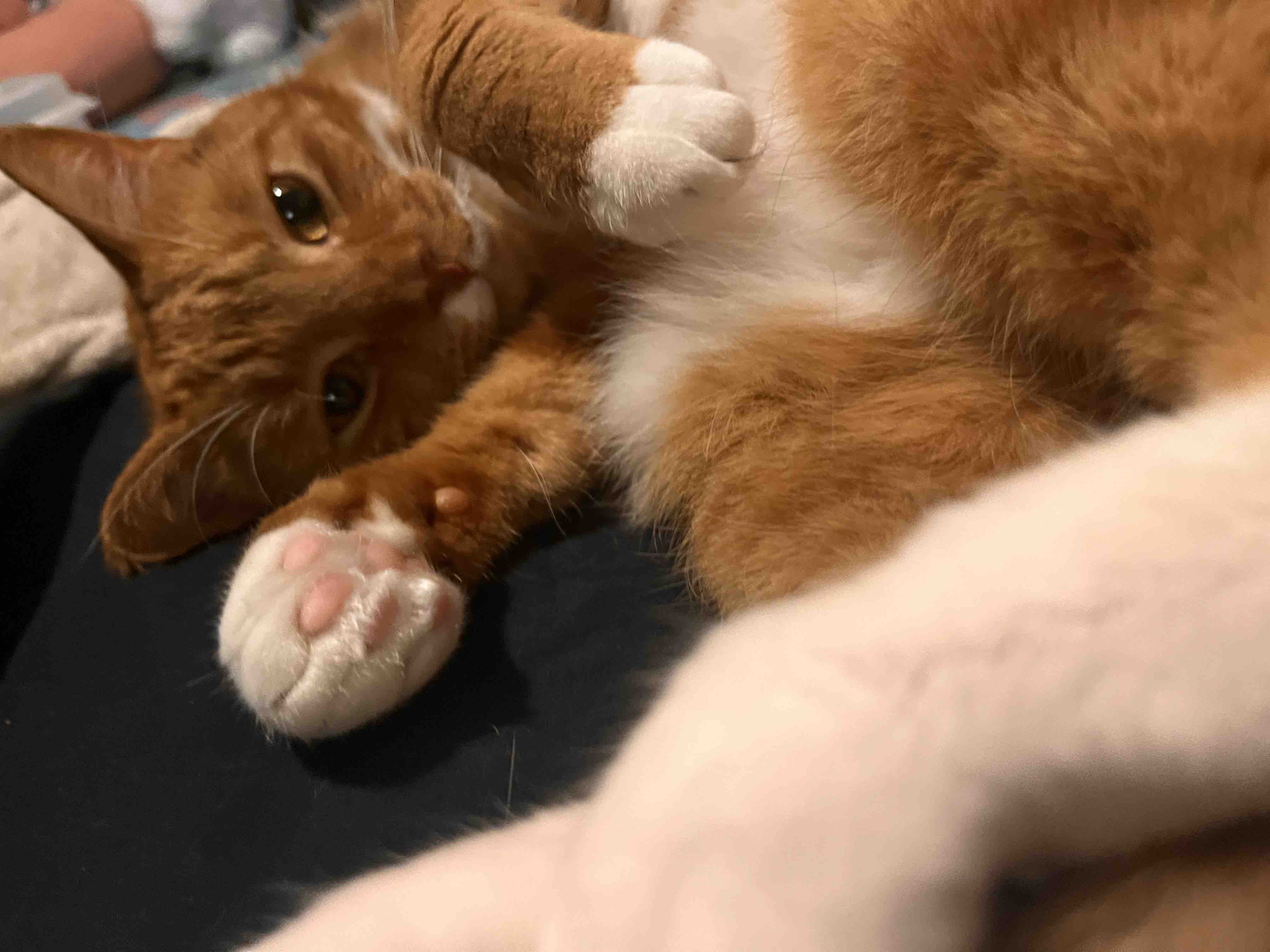 Help My Cat Get Urgent Vet Care campaign photo, 5 of 5