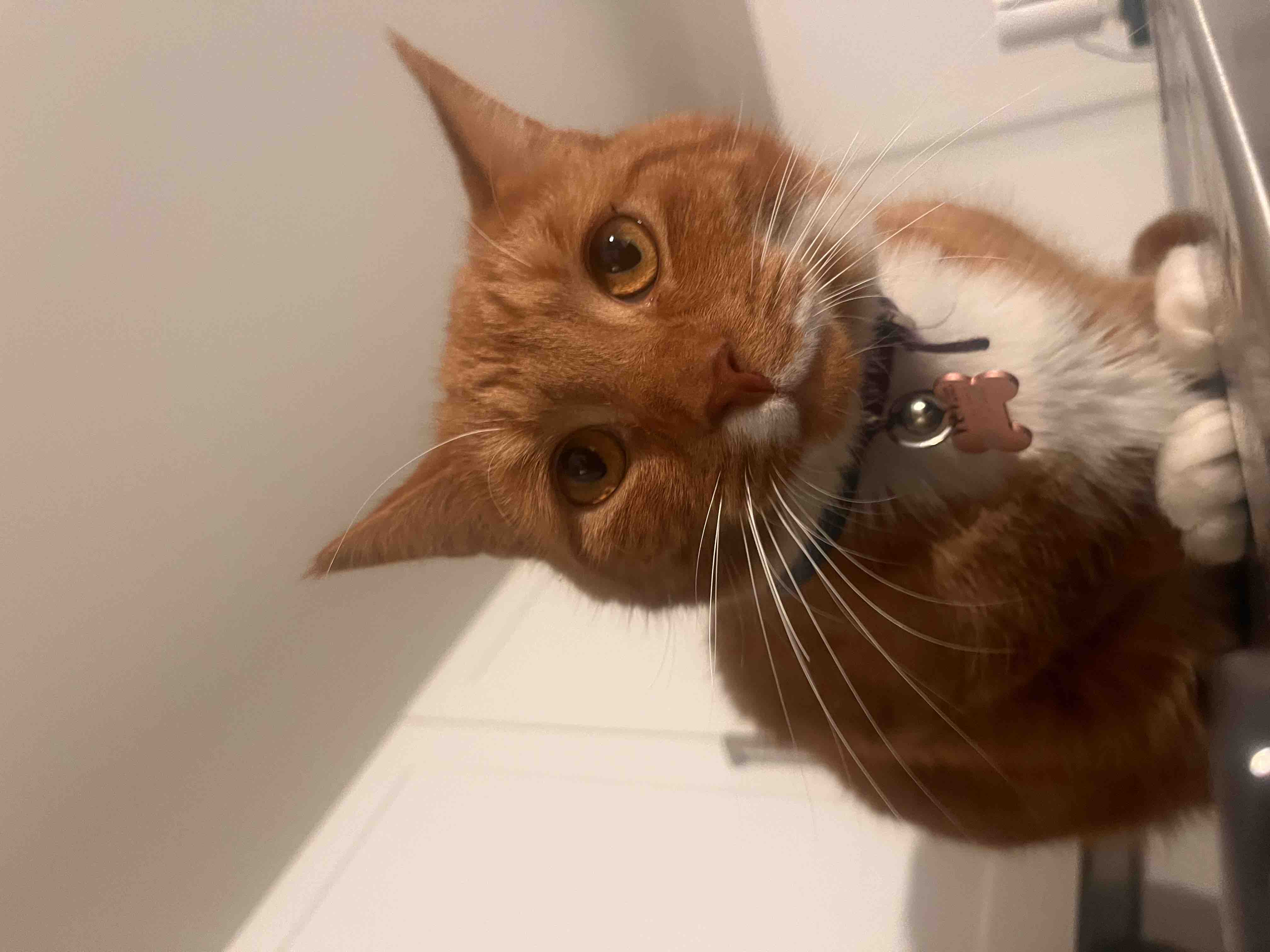 Help My Cat Get Urgent Vet Care campaign photo, 2 of 5