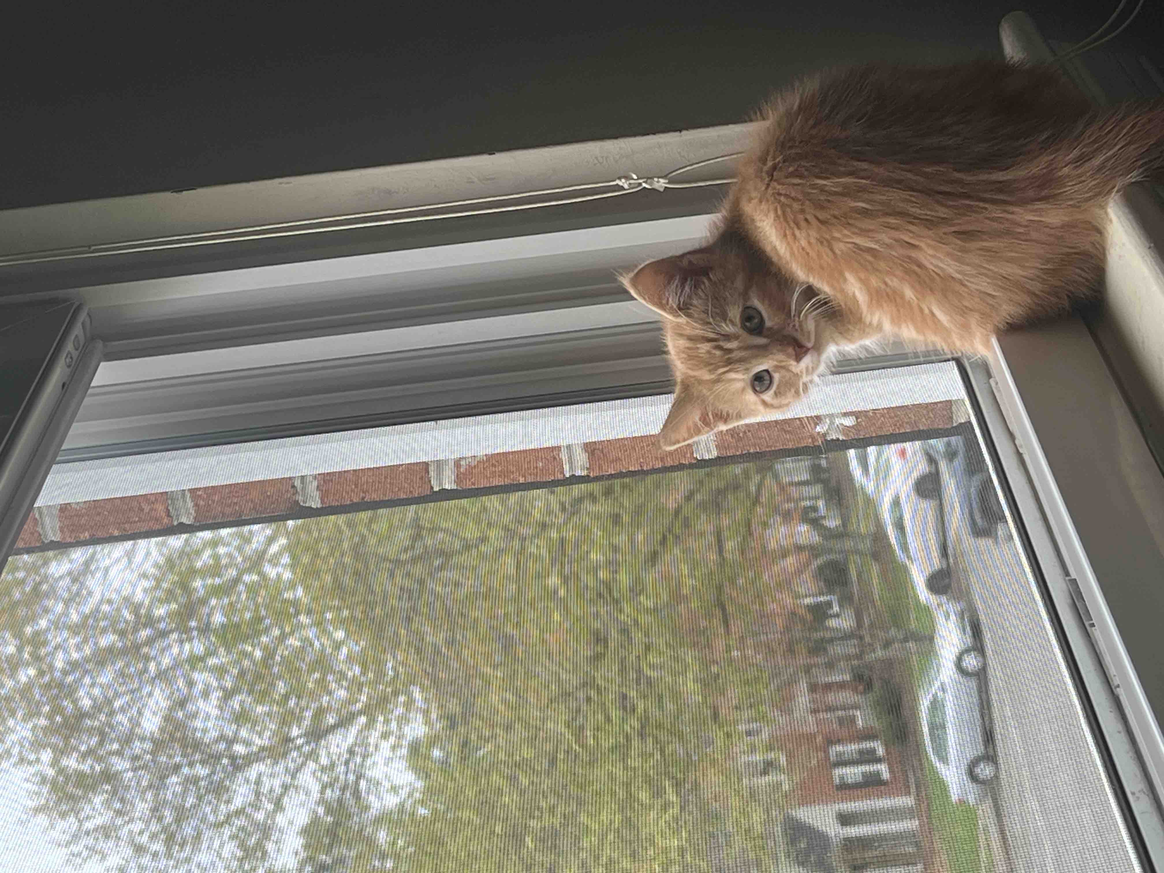 Help My Cat Get Urgent Vet Care campaign photo, 4 of 5