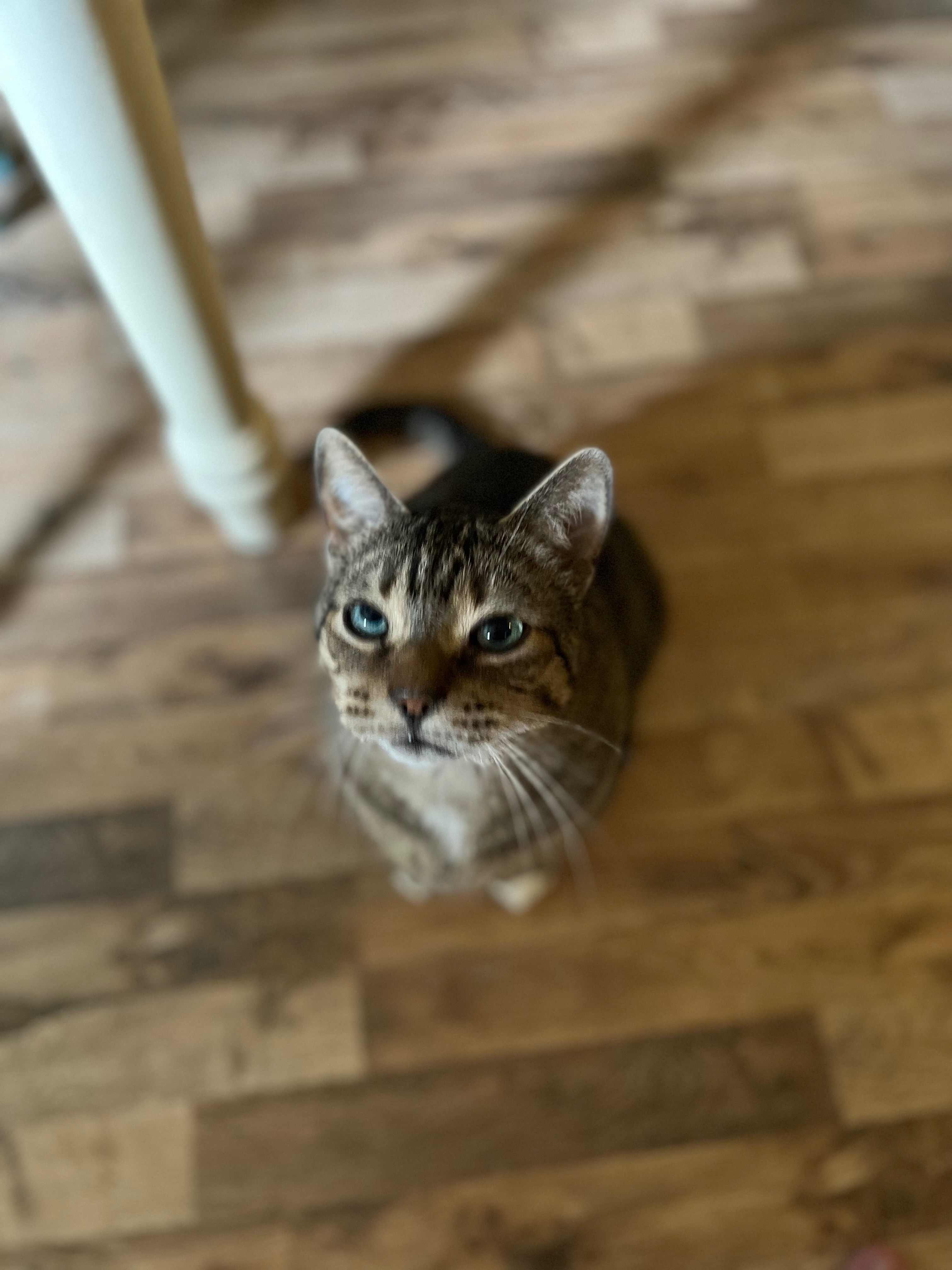 Help support Dexter raise $955 campaign photo, 6 of 7