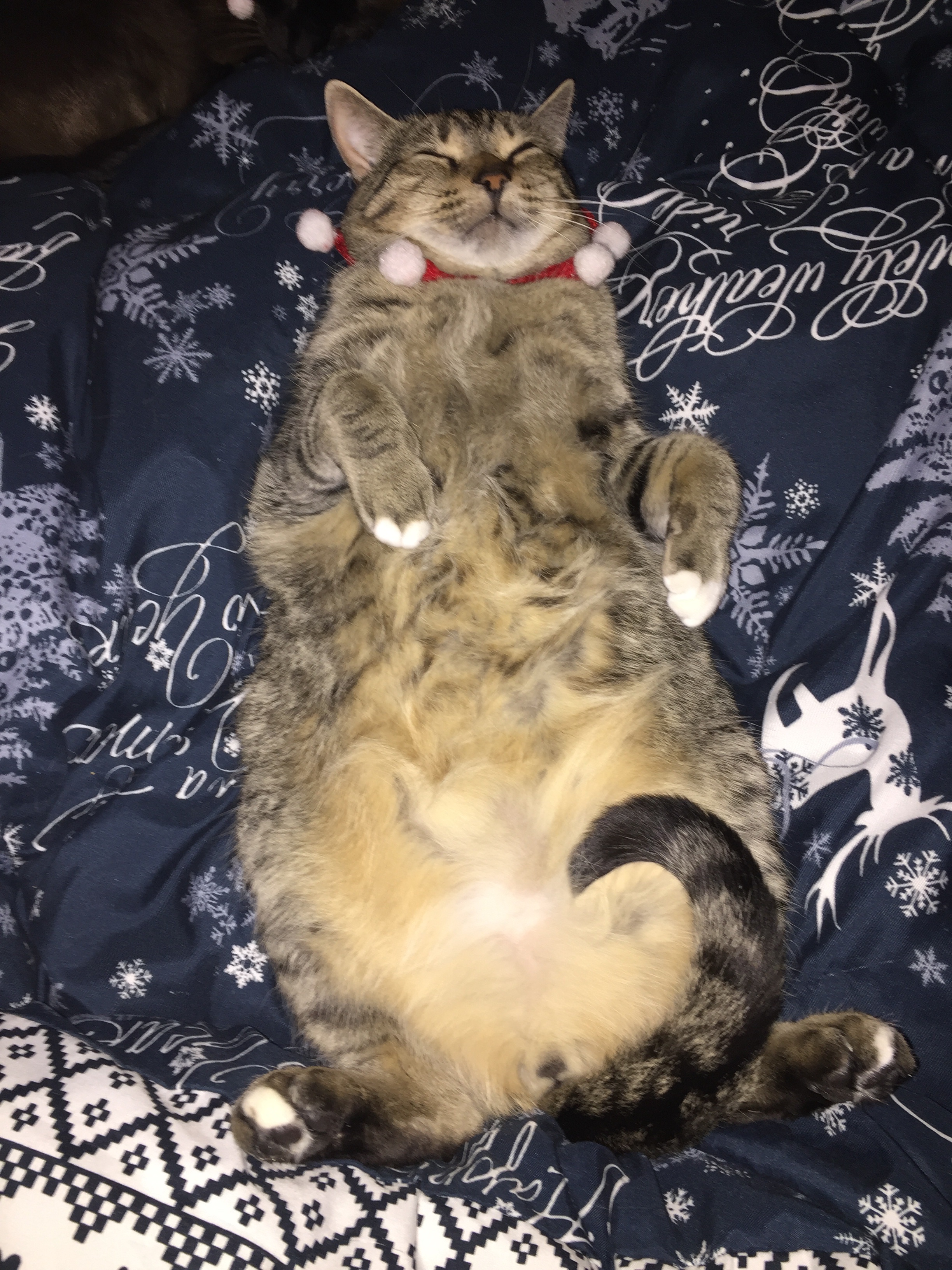 Help support Dexter raise $955 campaign photo, 4 of 7