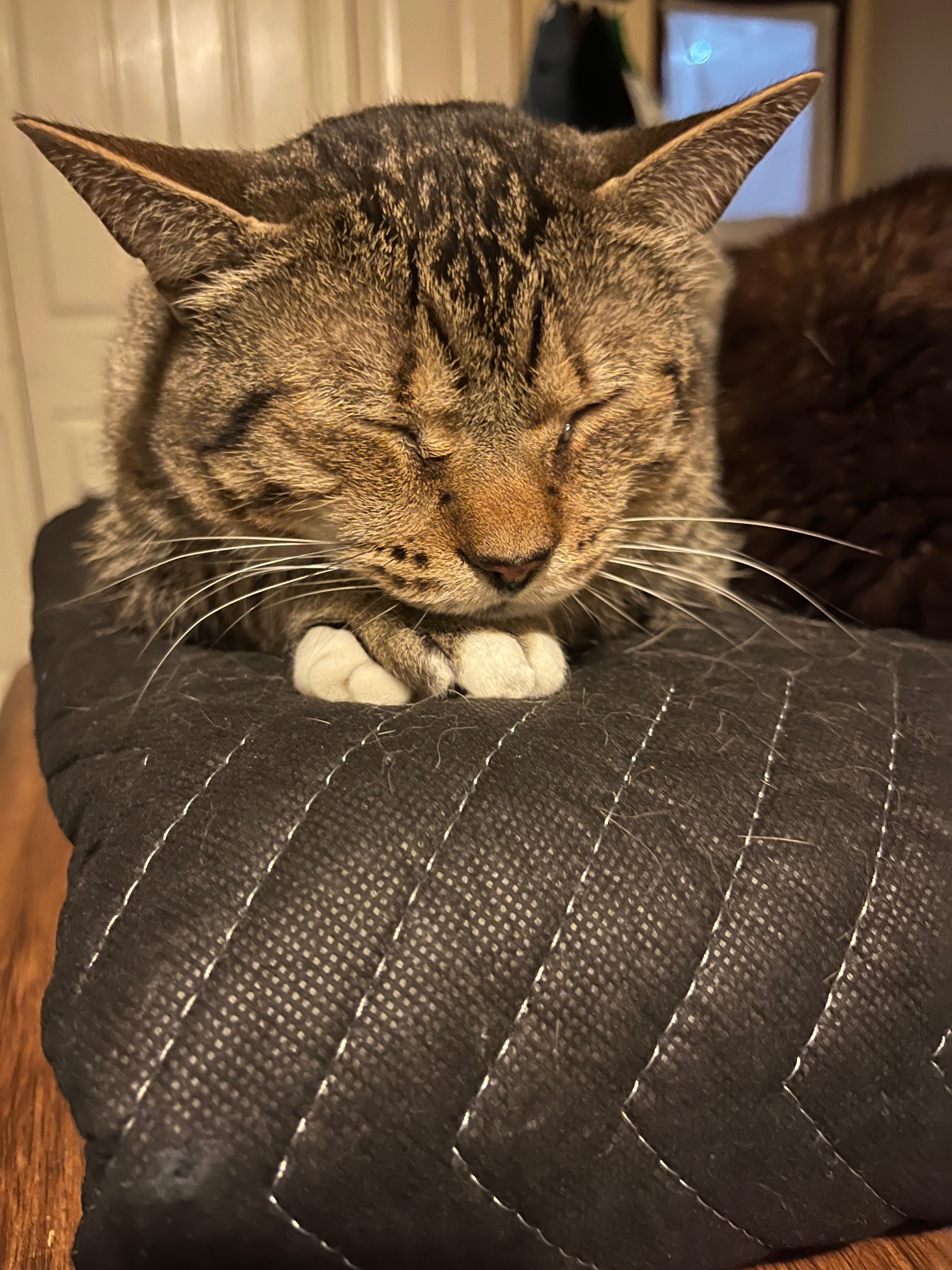 Help support Dexter raise $955 campaign photo, 5 of 7