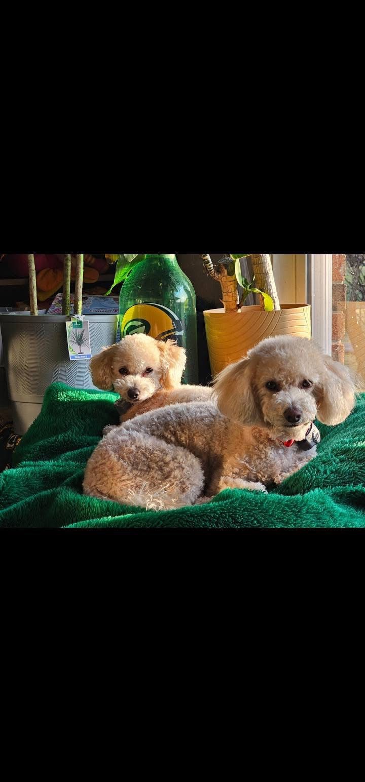 Support Sadie’s Medical Care and Healing campaign photo, 6 of 7