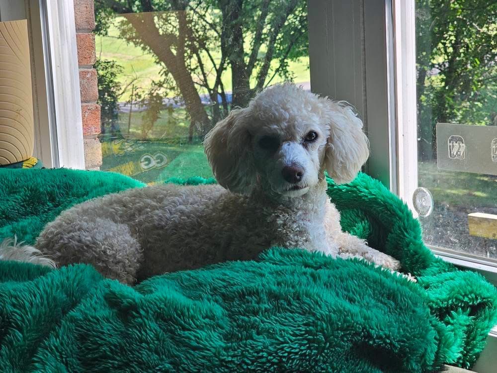 Support Sadie’s Medical Care and Healing campaign photo, 5 of 7