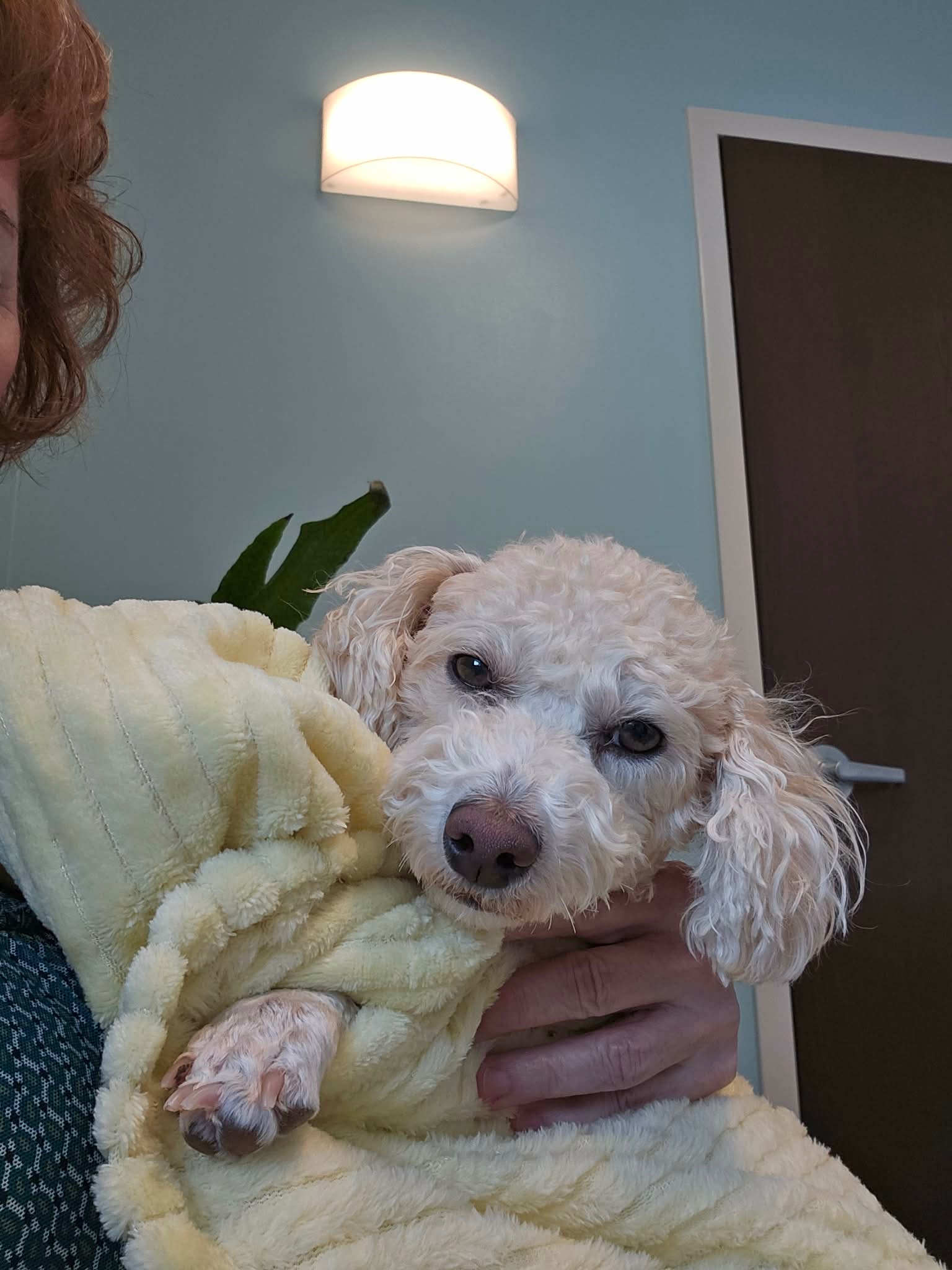 Support Sadie’s Medical Care and Healing campaign photo, 4 of 7