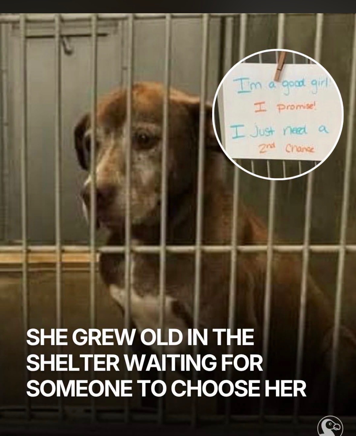 Help Me Rescue Long Term Dogs From Shelters ❤️ campaign photo, 2 of 7