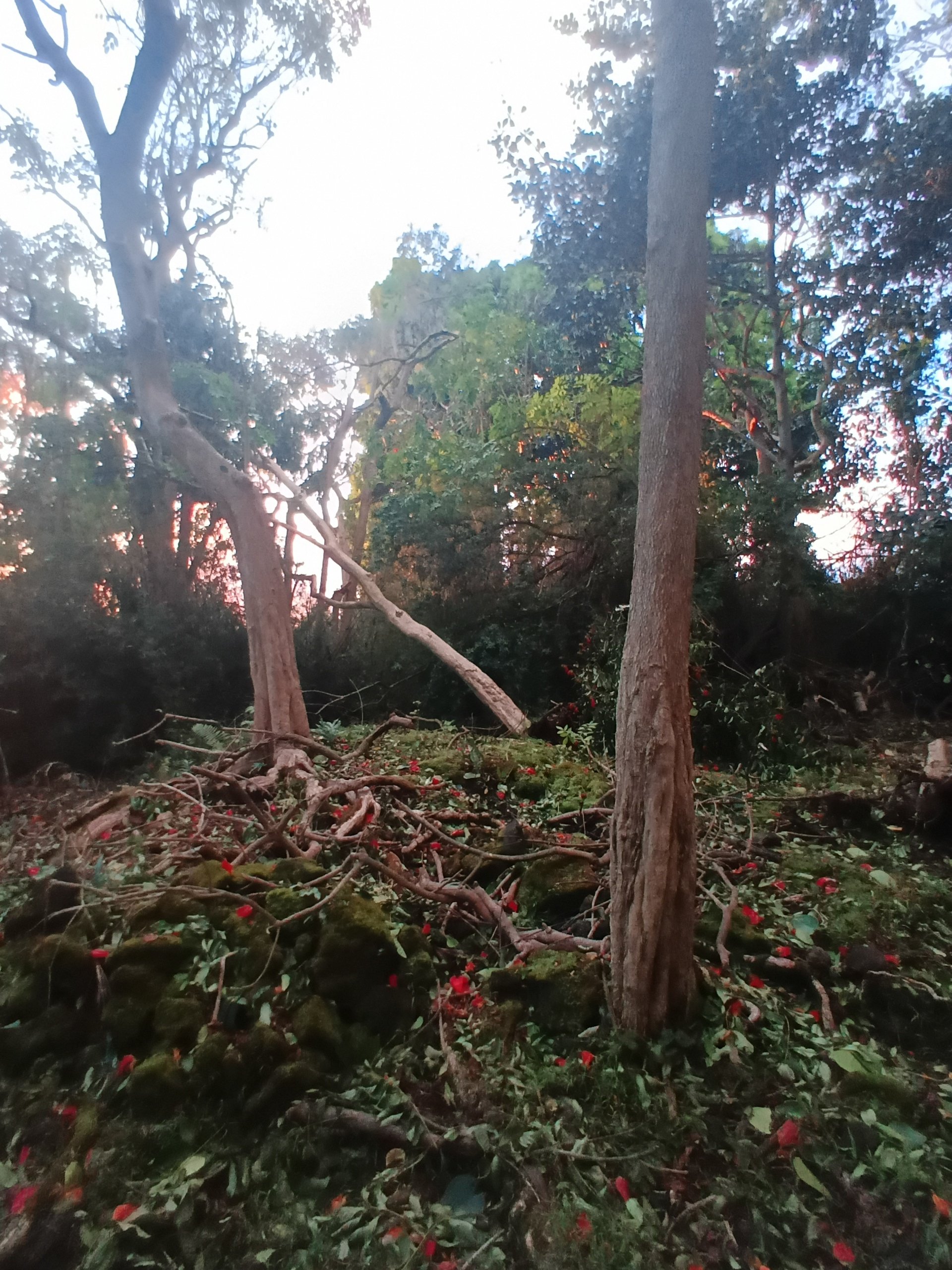 Help Andrew Family Recover After Storms campaign photo, 5 of 8