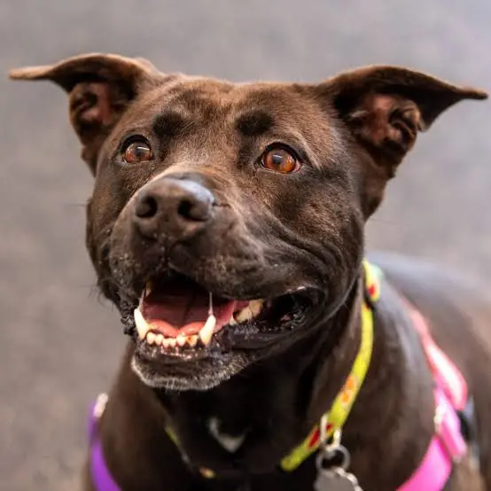 Luck dog animal rescue campaign photo, 4 of 5