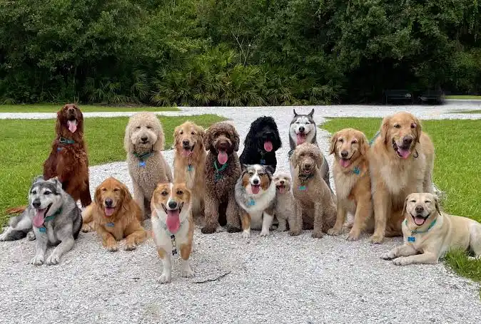 Luck dog animal rescue campaign photo, 2 of 5