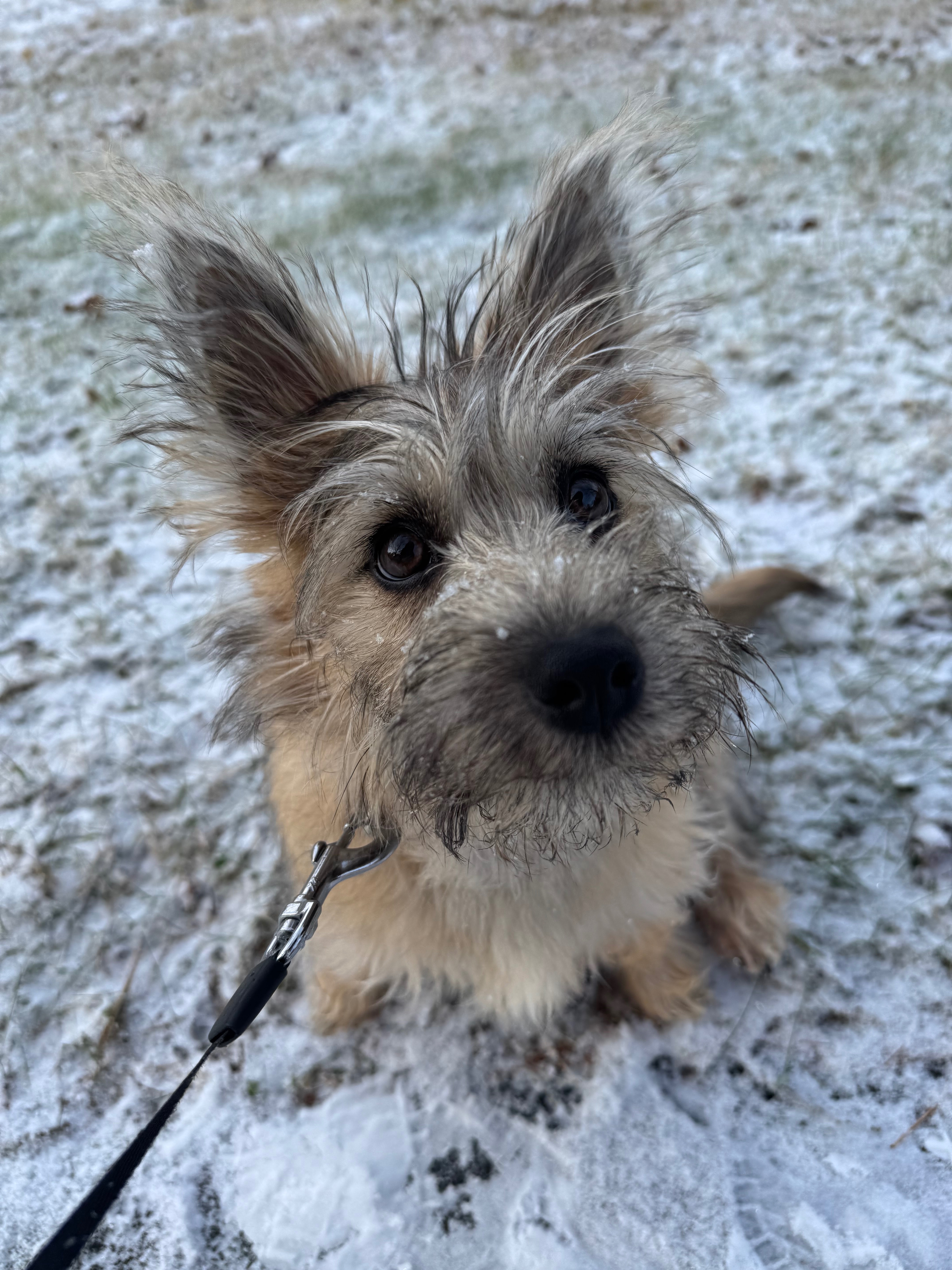 Help Kiwi Heal: 1yo Cairn Terrier Knee Surgery campaign photo, 6 of 7