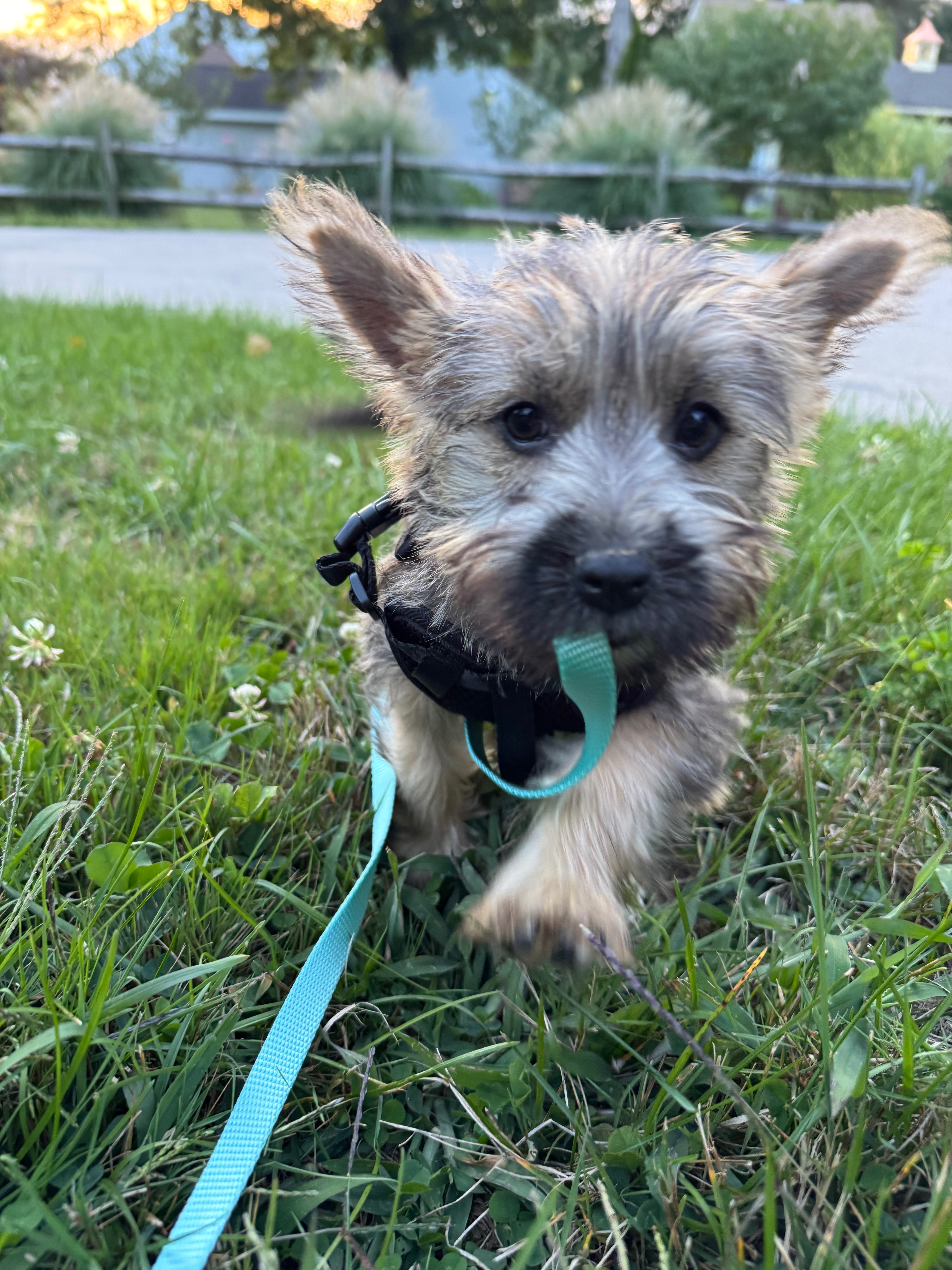 Help Kiwi Heal: 1yo Cairn Terrier Knee Surgery campaign photo, 4 of 7