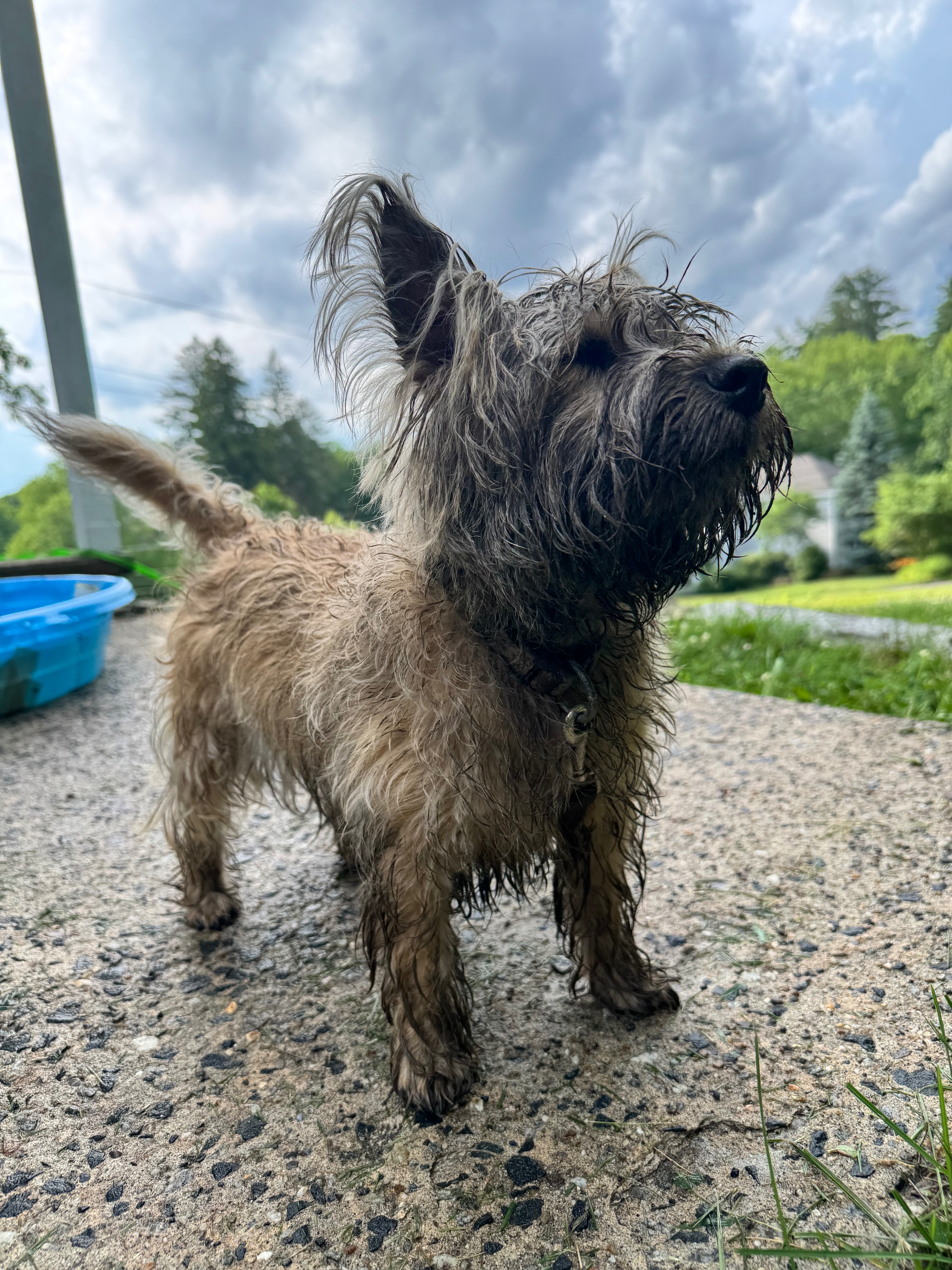 Help Kiwi Heal: 1yo Cairn Terrier Knee Surgery campaign photo, 5 of 7