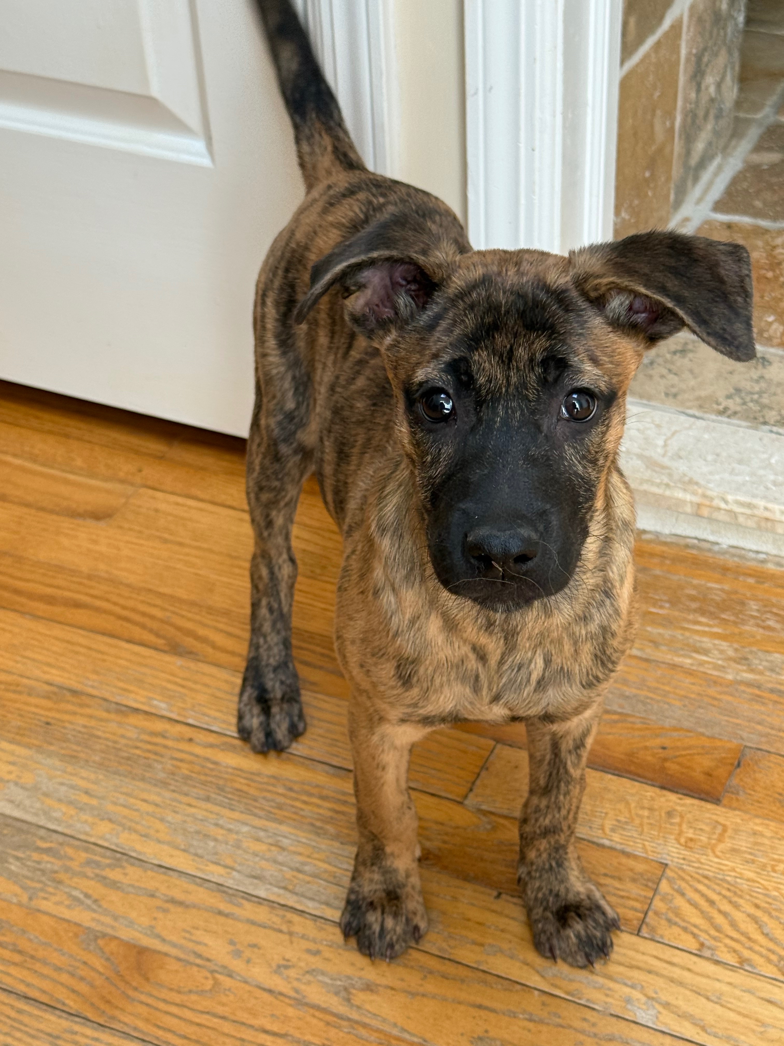 Isadora needs medical procedures! campaign photo, 2 of 6