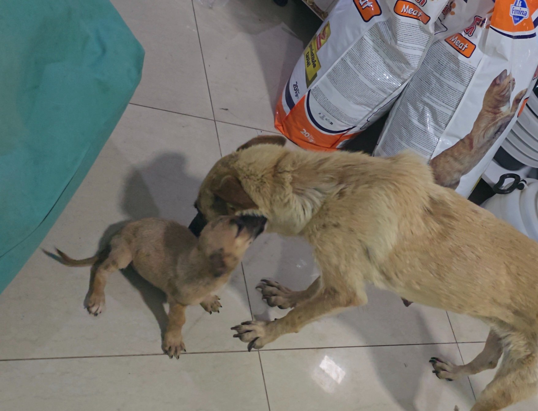 The Dog Revolution – Give Stray Dogs a Chance at Life campaign photo, 7 of 8